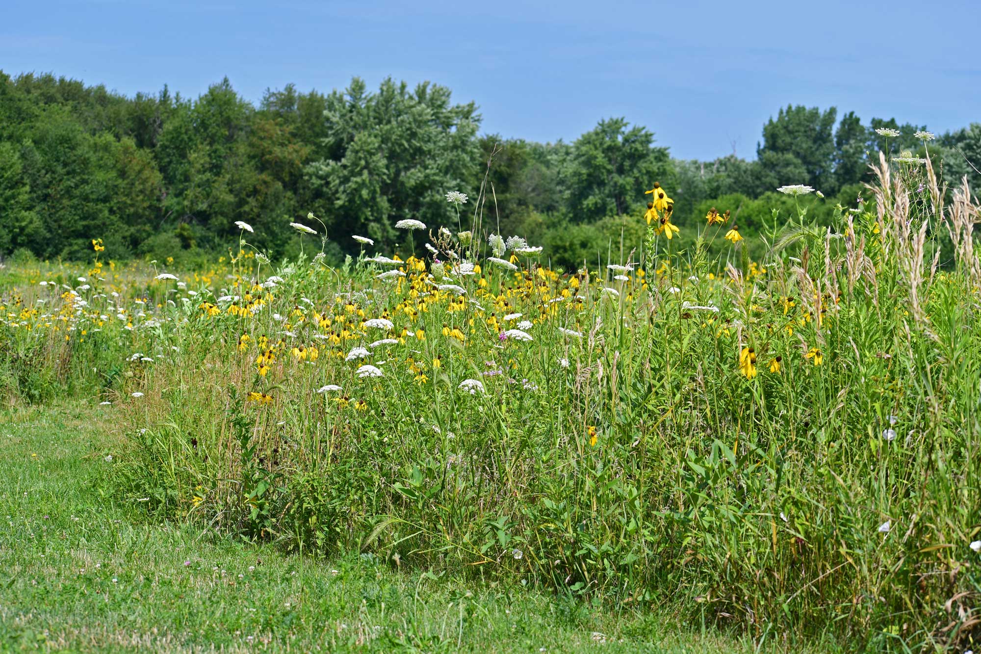 Grass trail lined with wildflowers and other vegetation.