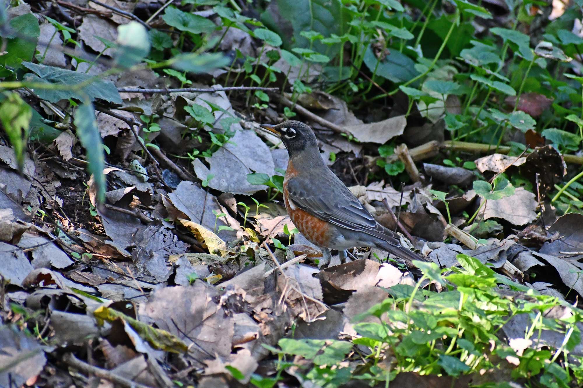 American robin standing in grass and fallen leaves.