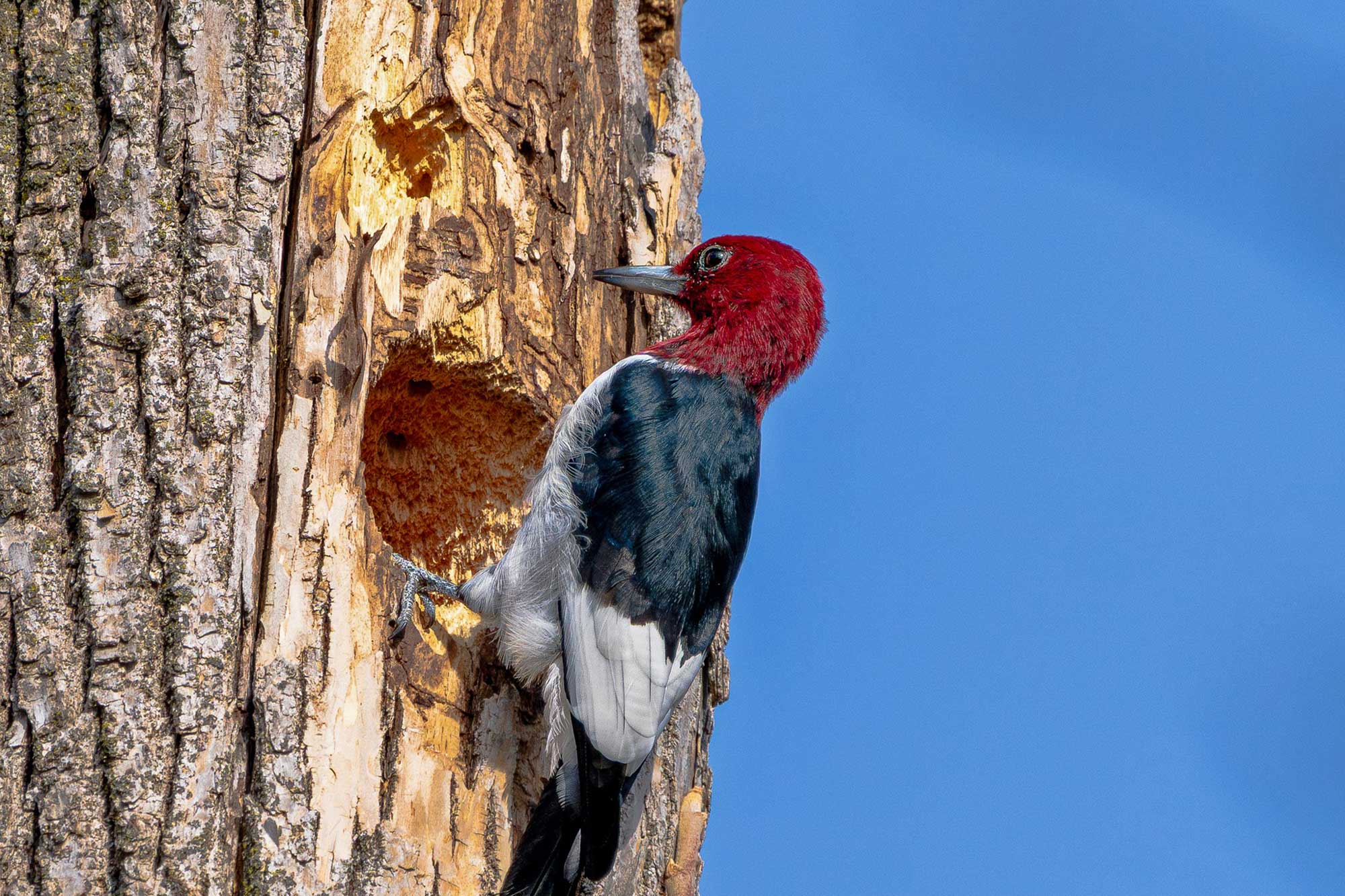 A red-headed woodpecker clinging to the side of a tree with the sky in the background.