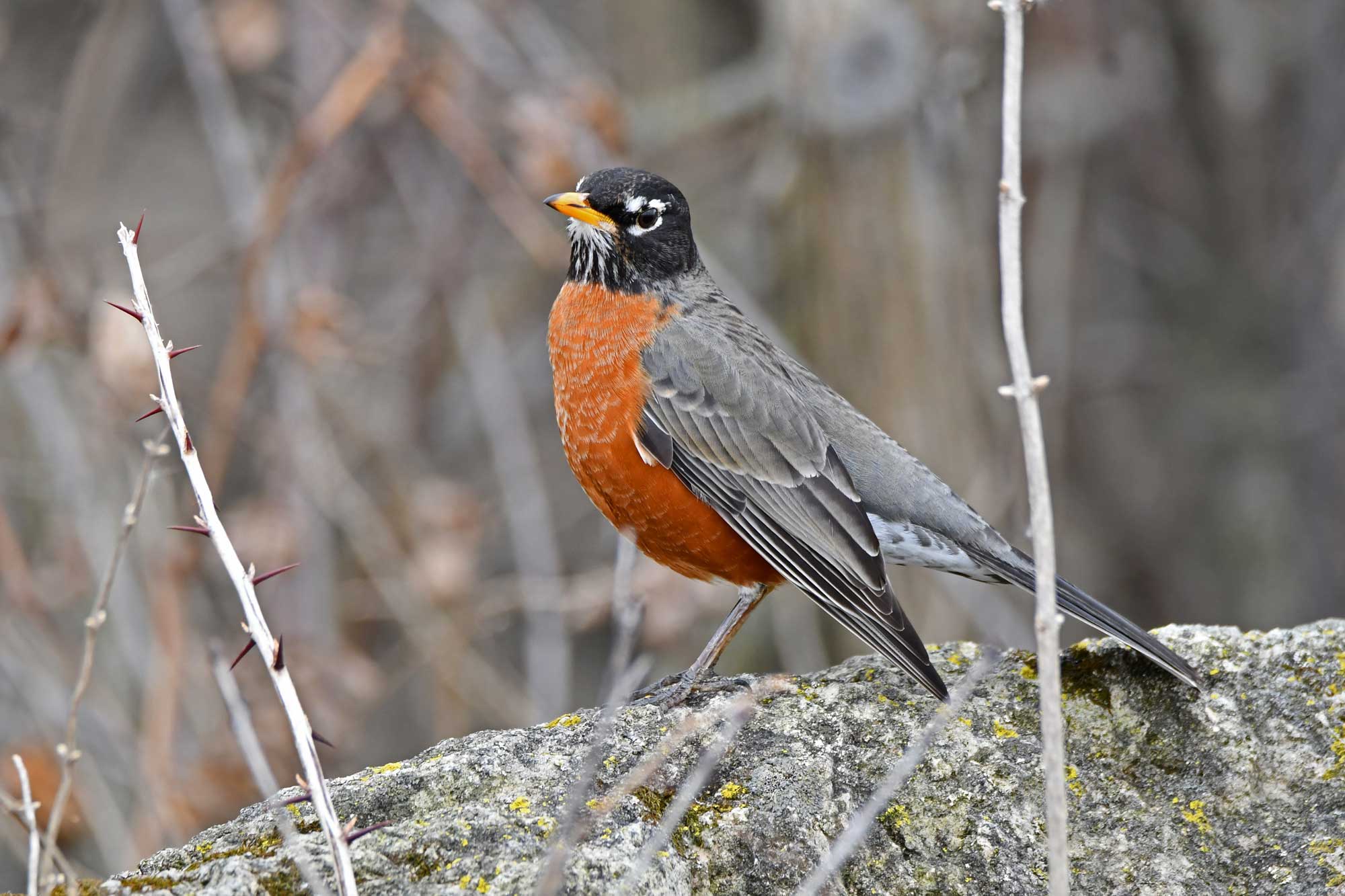 American robin standing on a rock with vegetation in the background.