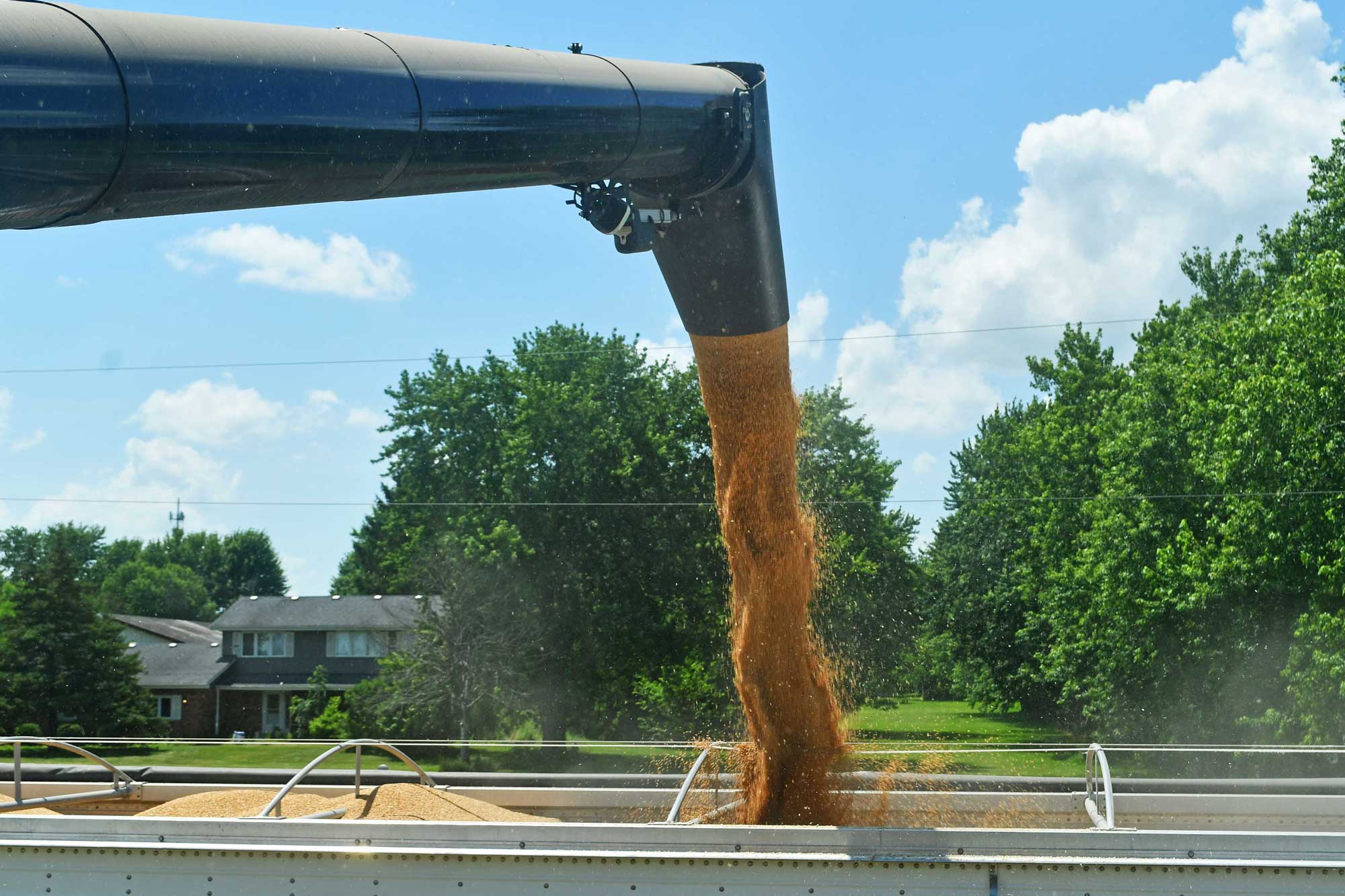 Harvested wheat being dumped into a trailer.