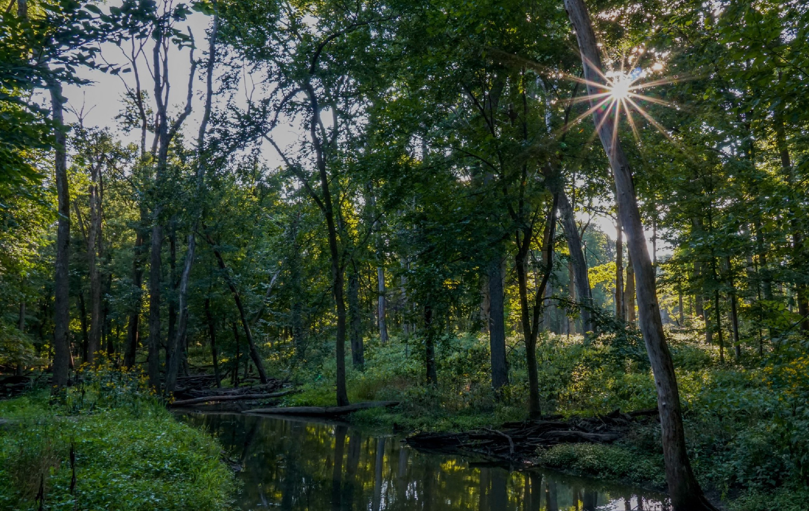 A scenic view of Messenger Woods.