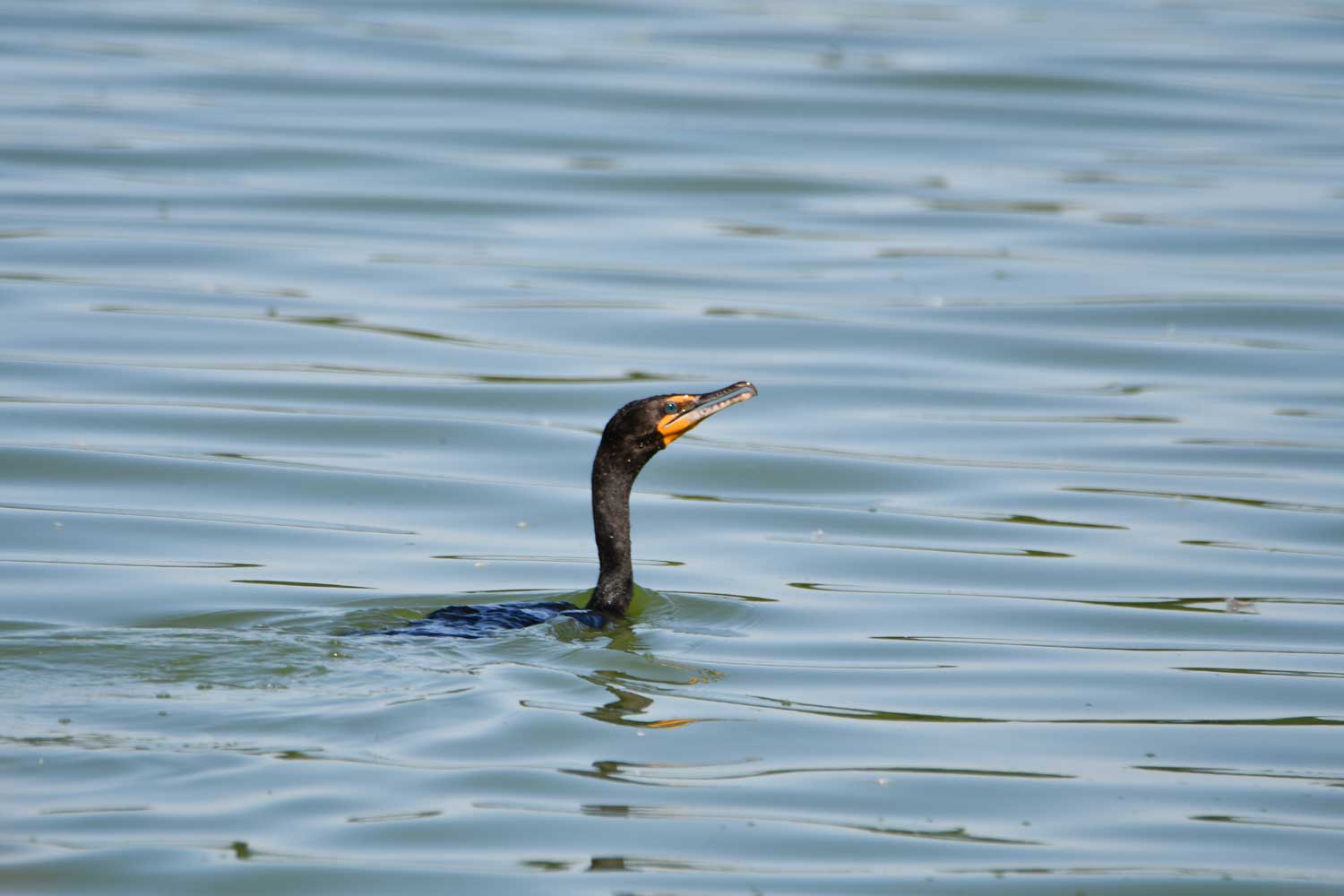 A double-crested cormorant swimming in water.
