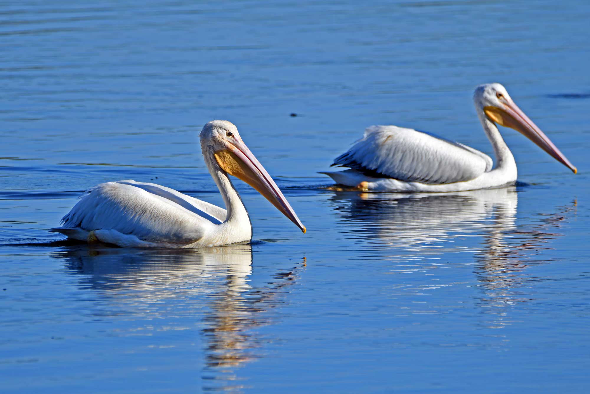 Two American white pelicans swimming in the water.