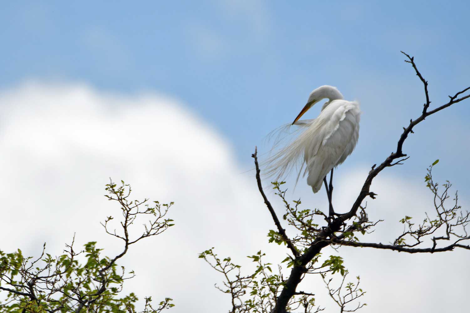 A great egret perched in a tree with its head turned to the left. Its wispy feathers are blowing in the wind, with clouds and blue sky visible in the background.