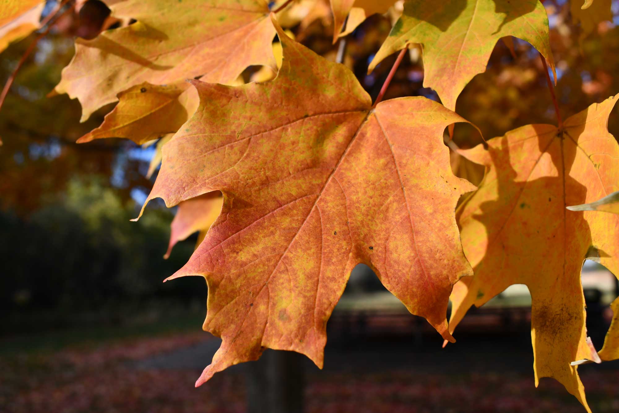 A closeup of three orangish-yellow maple leaves on a tree. 