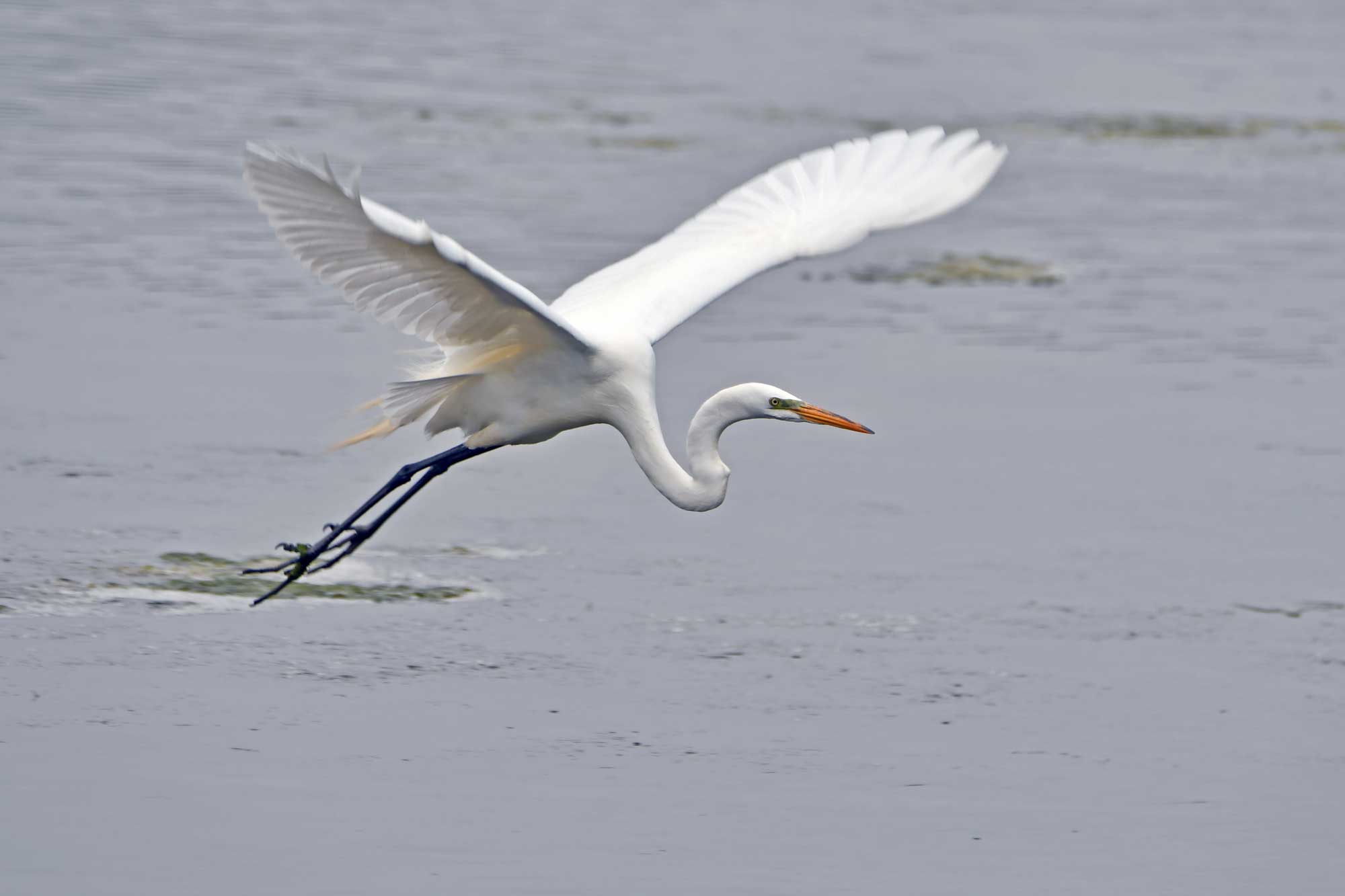 Great egret flying with wings extended and water in the background.