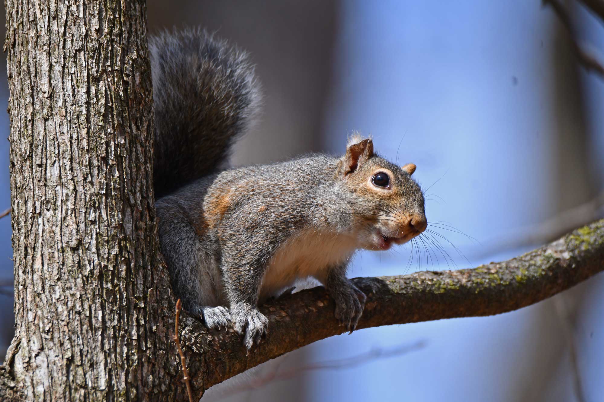 Eastern gray squirrel standing on a branch.