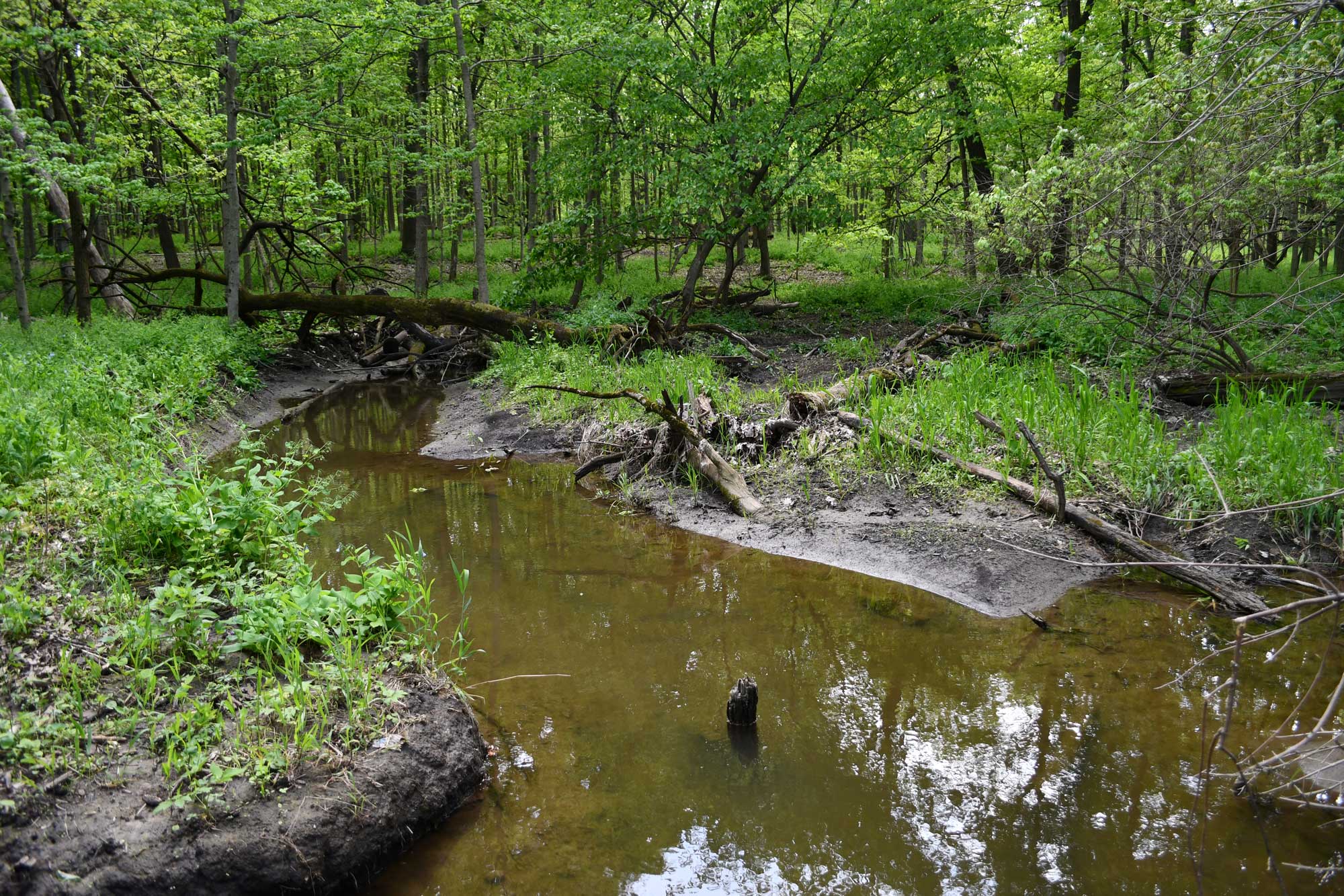 Creek lined by grasses and vegetation with trees in the background.