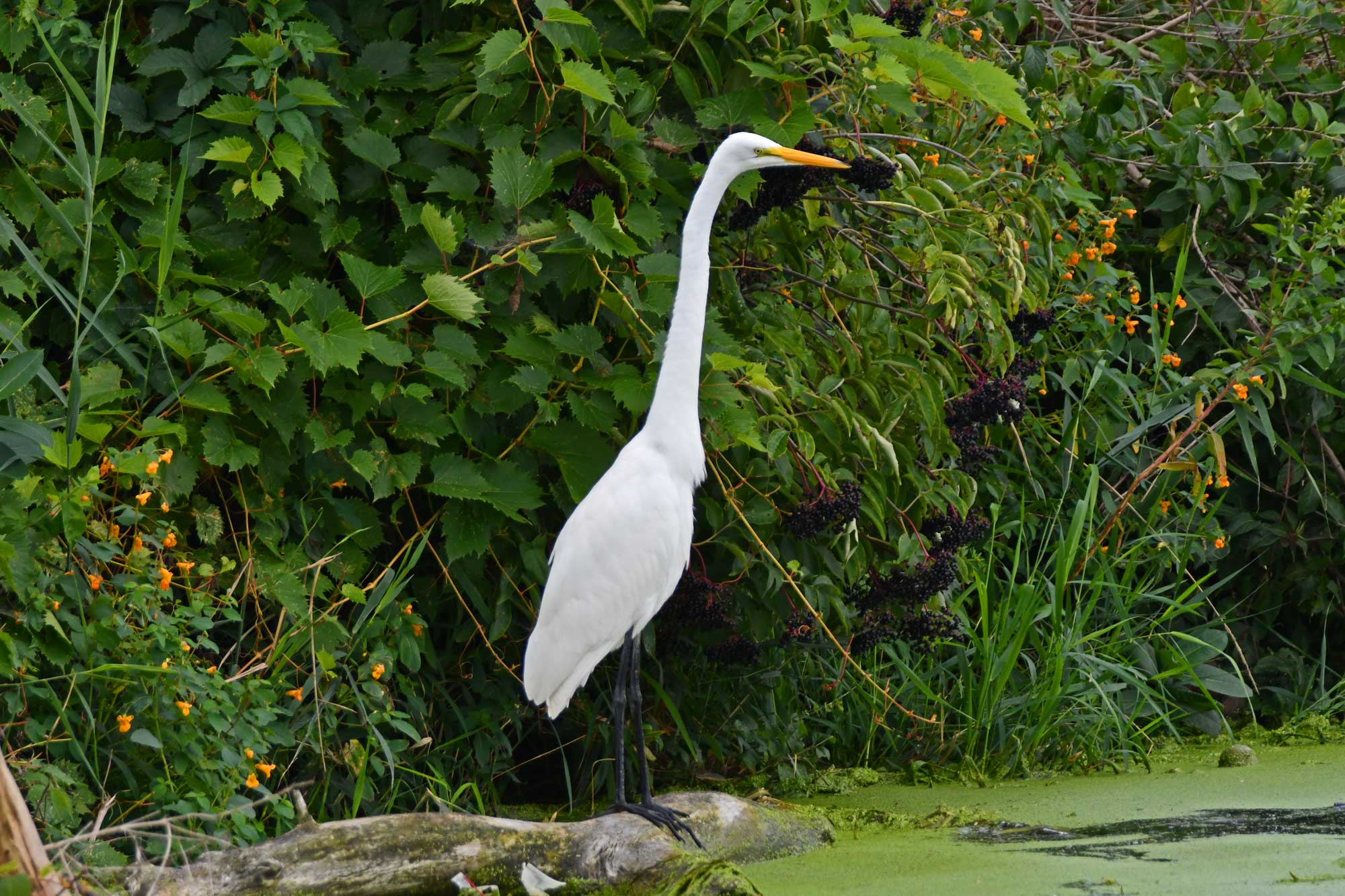 Great egret standing on a fallen tree in the water with vegetation in the background.