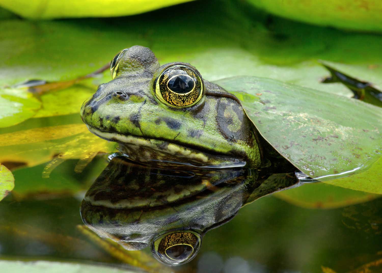 A closeup of a bullfrog with its face out of the water and a lily pad on top of its head.