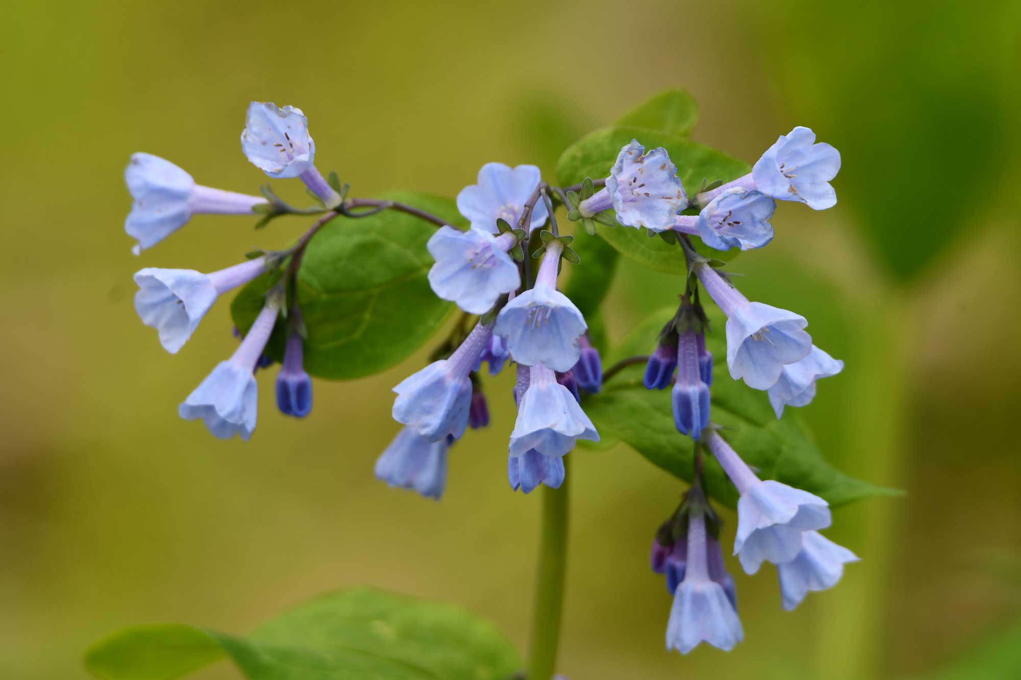 Virginia bluebells growing with purple and blue flower petals.