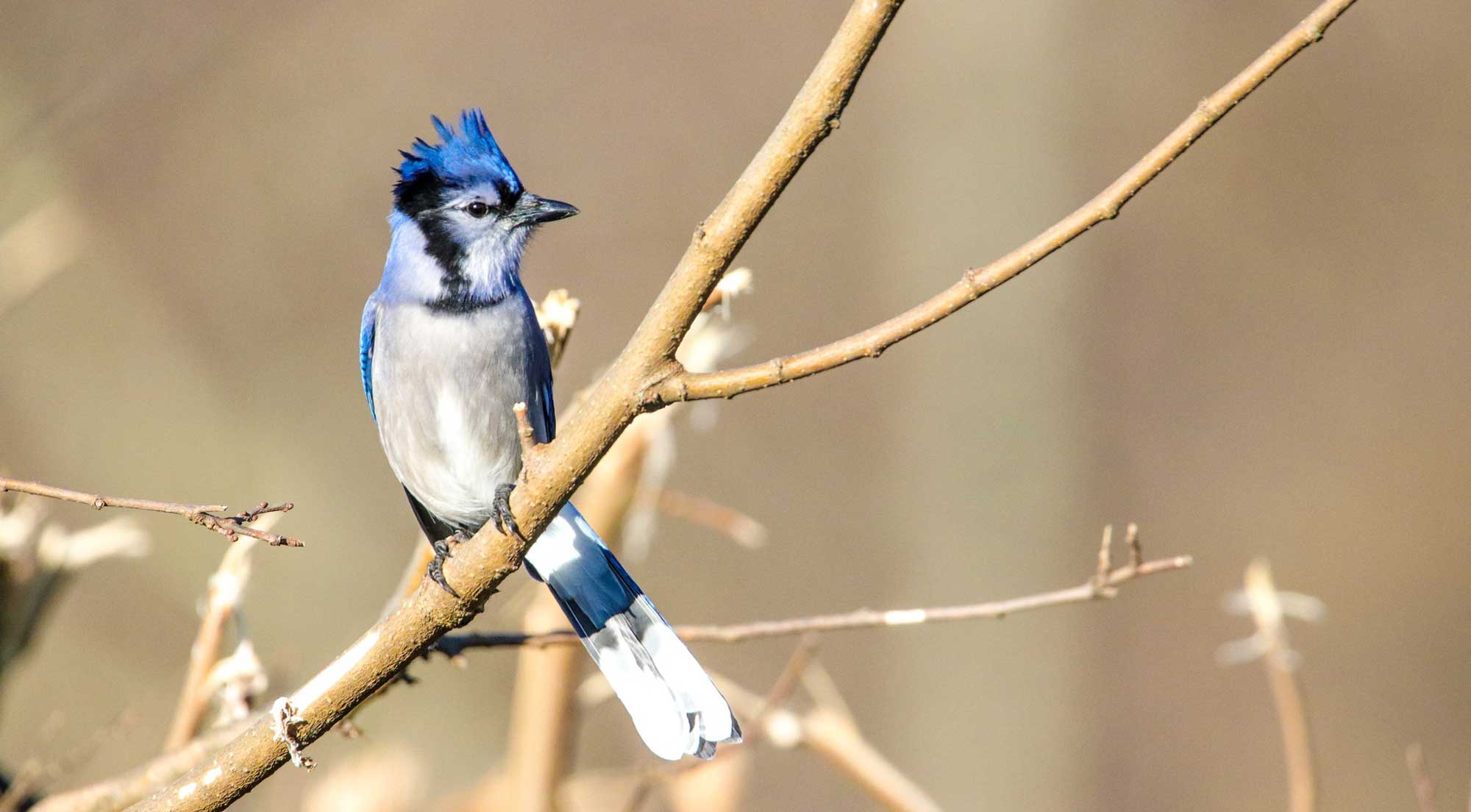 Blue jay perched on a branch.