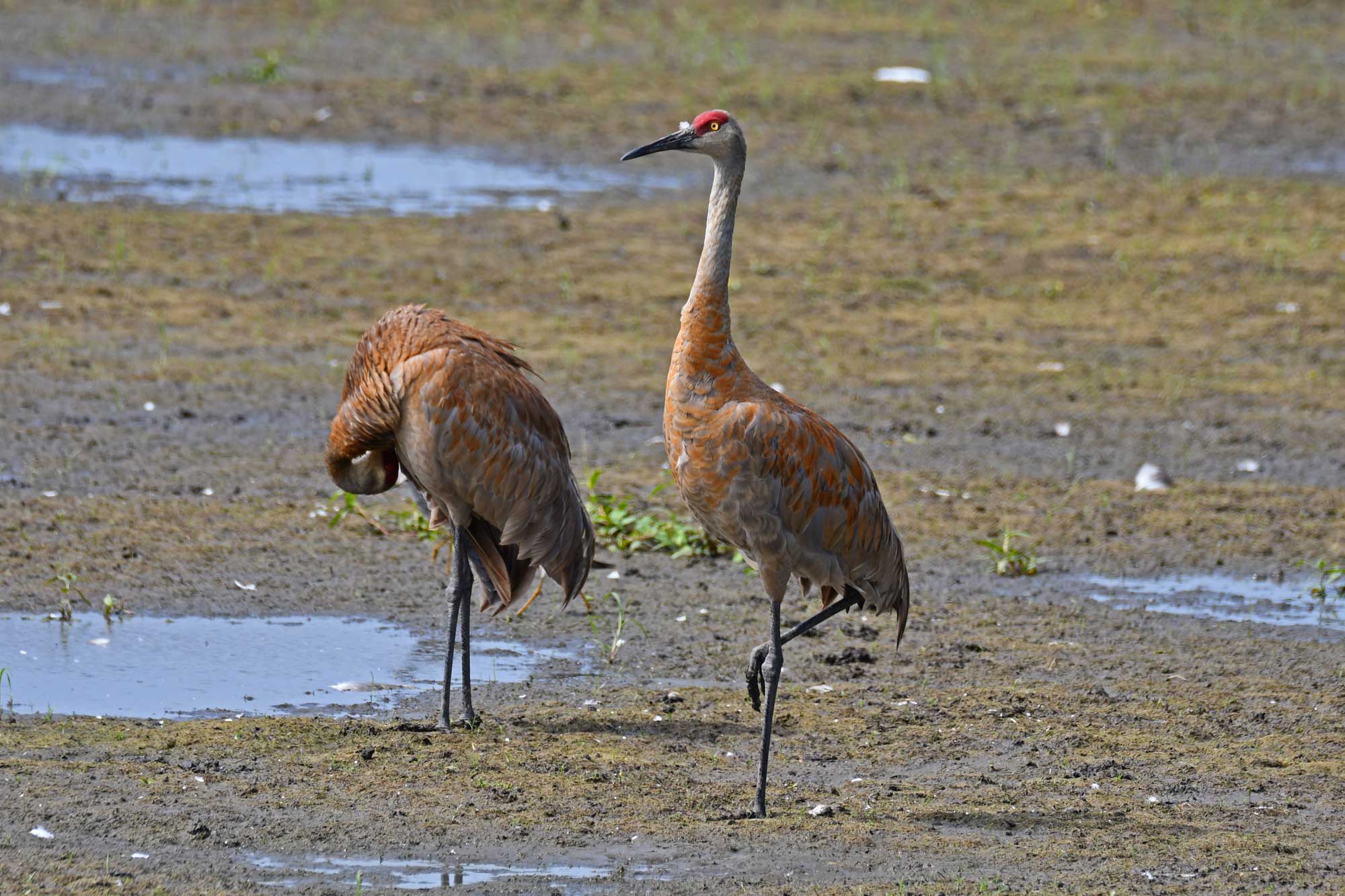 Two sandhill cranes standing in mud and water.