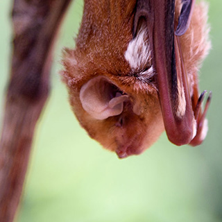 Biting through bats' bum rap
