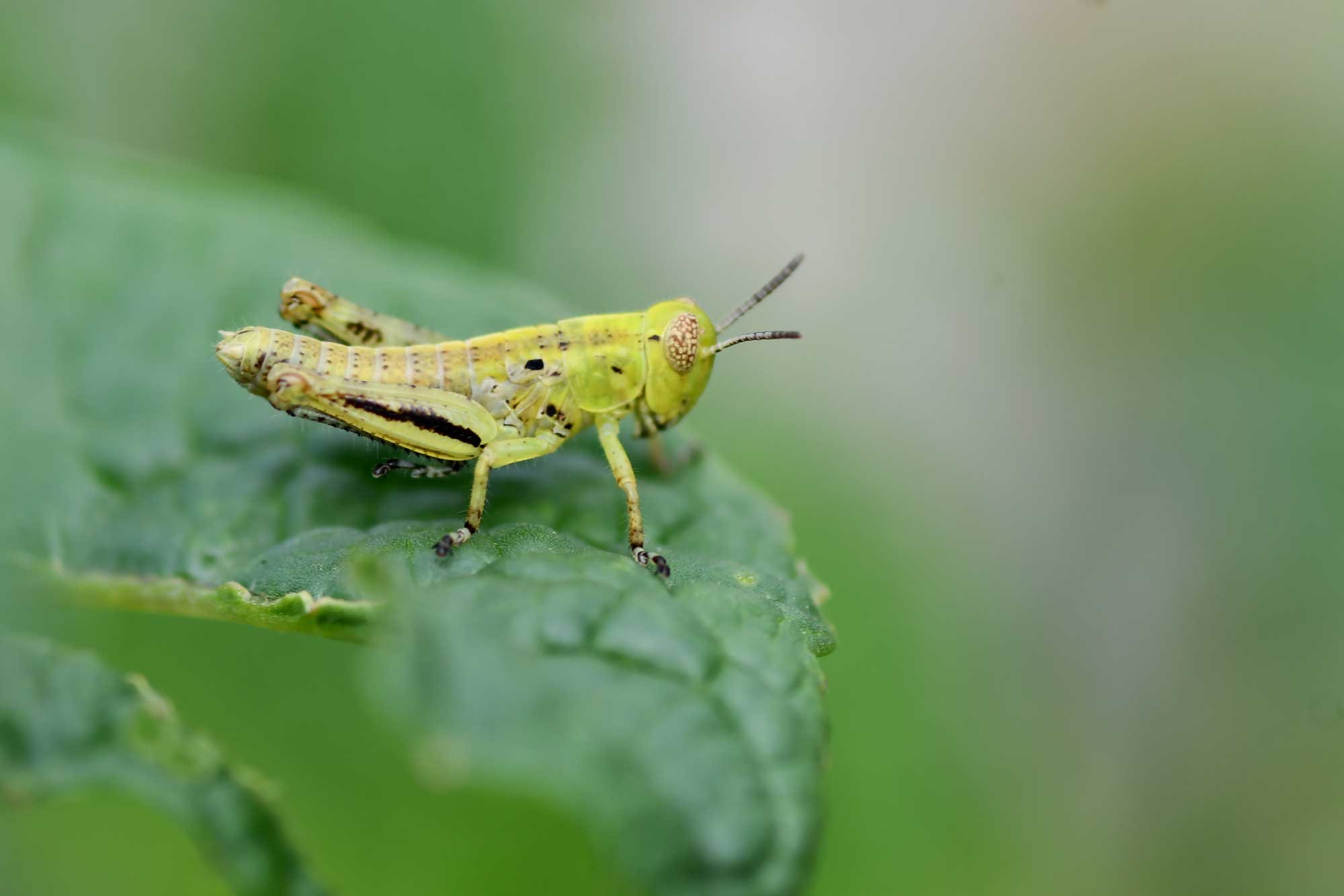 A yellow-green grasshopper on a green leaf. 