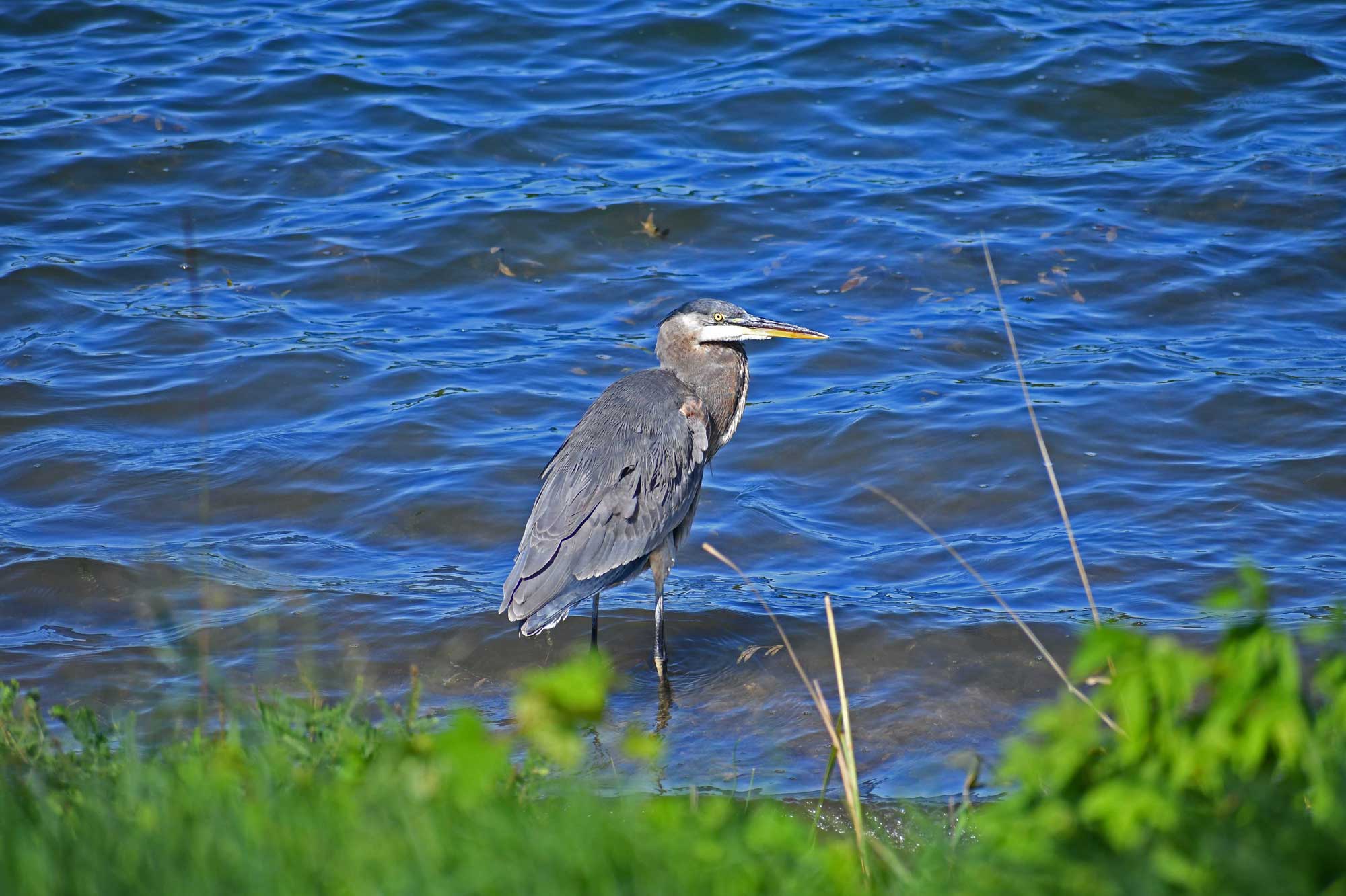 Great blue heron standing in water with vegetation in the foreground.