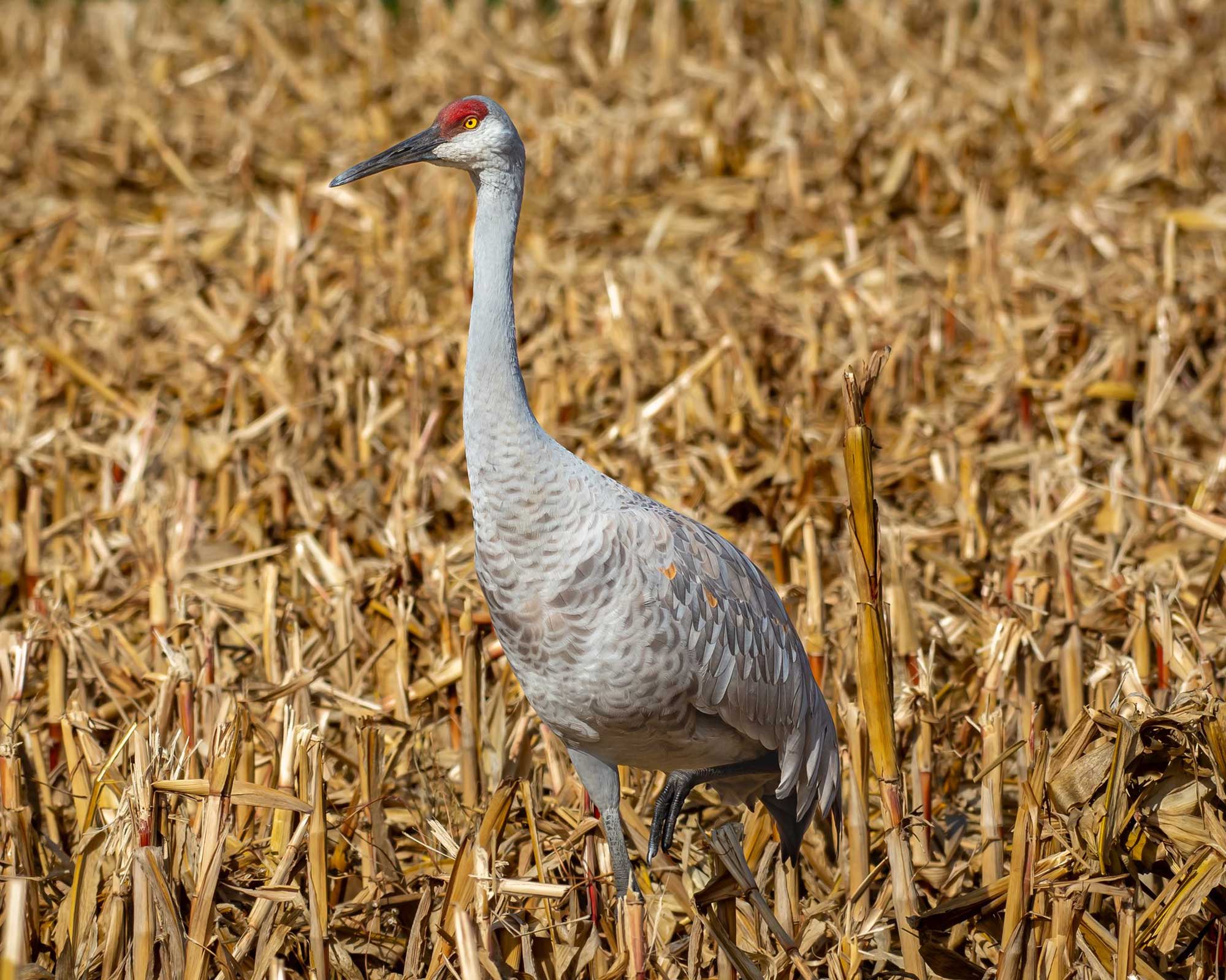 Sandhill crane standing in a field of vegetation.