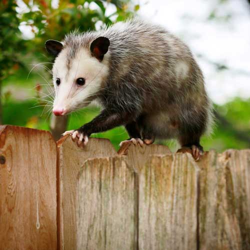 How to turn your yard into a year-round wildlife haven