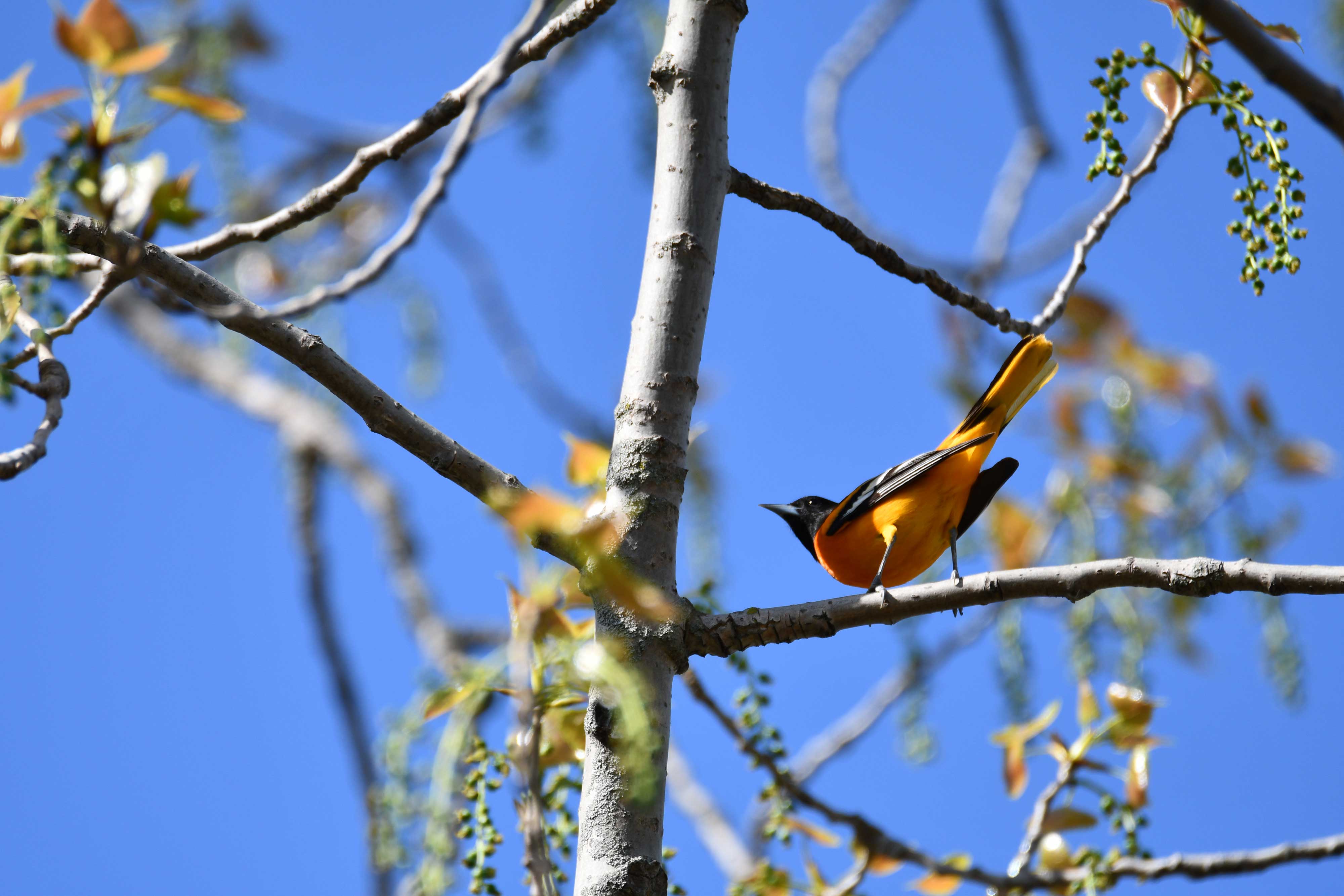 Oriole-Lockport-Prairie-Glenn_P_Knoblock-May-2018_0028.jpg