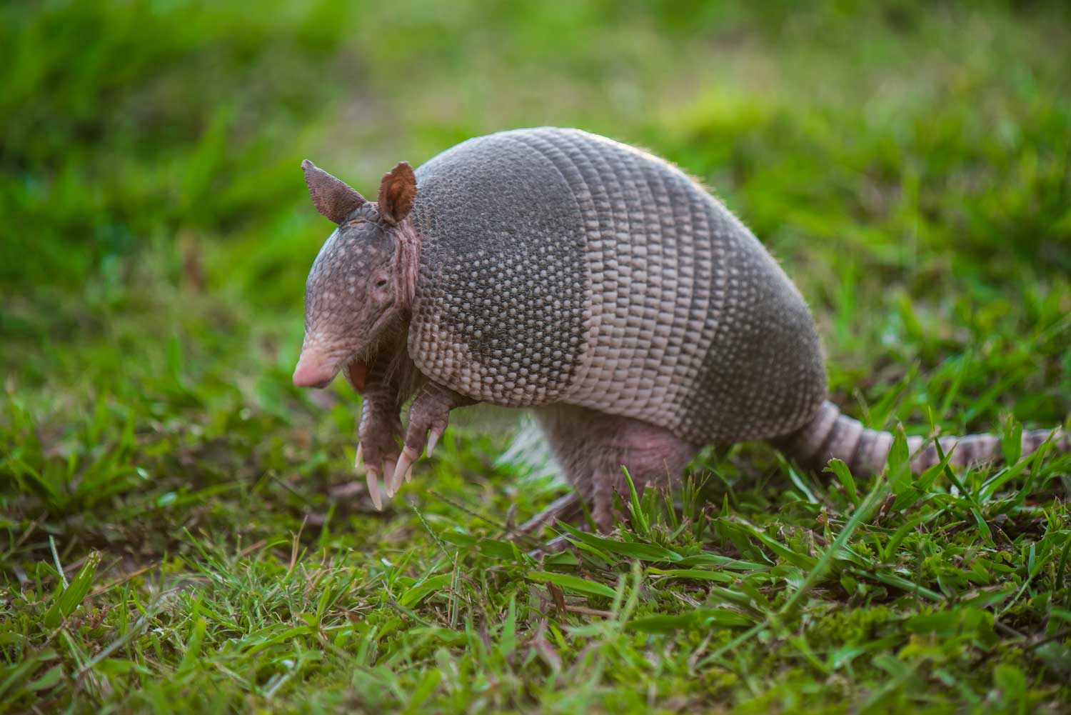 An armadillo in the grass.