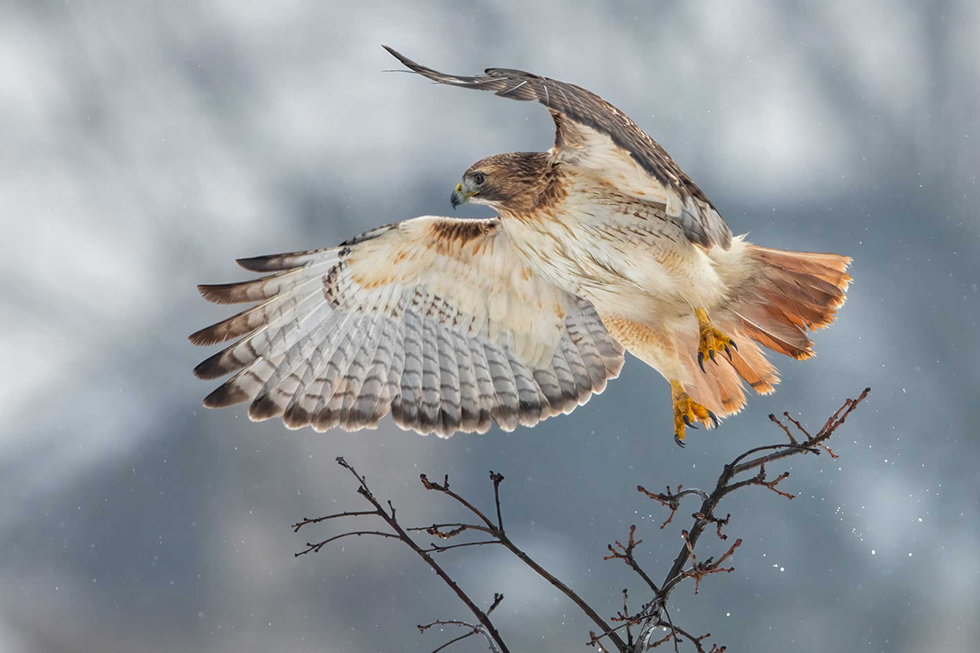 Red-tailed hawk taking flight from a branch with the wings extended.