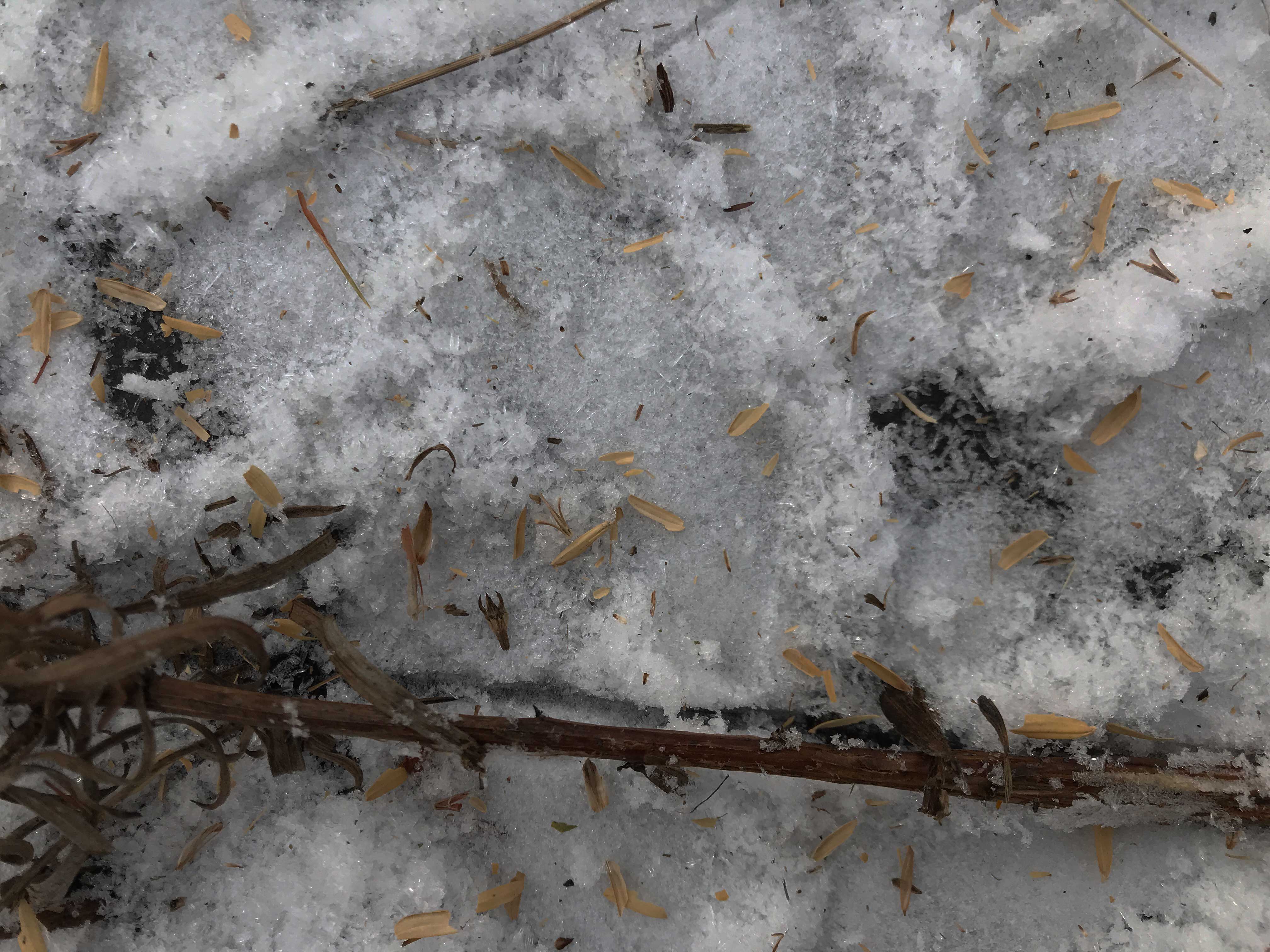 Close-up of seeds on snow-covered ground.