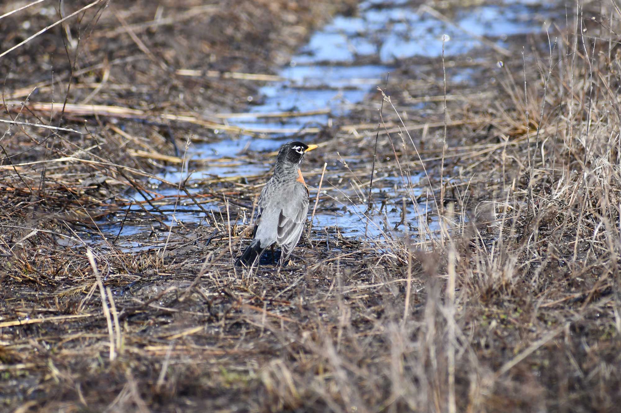 American robin standing on the ground near vegetation and water.