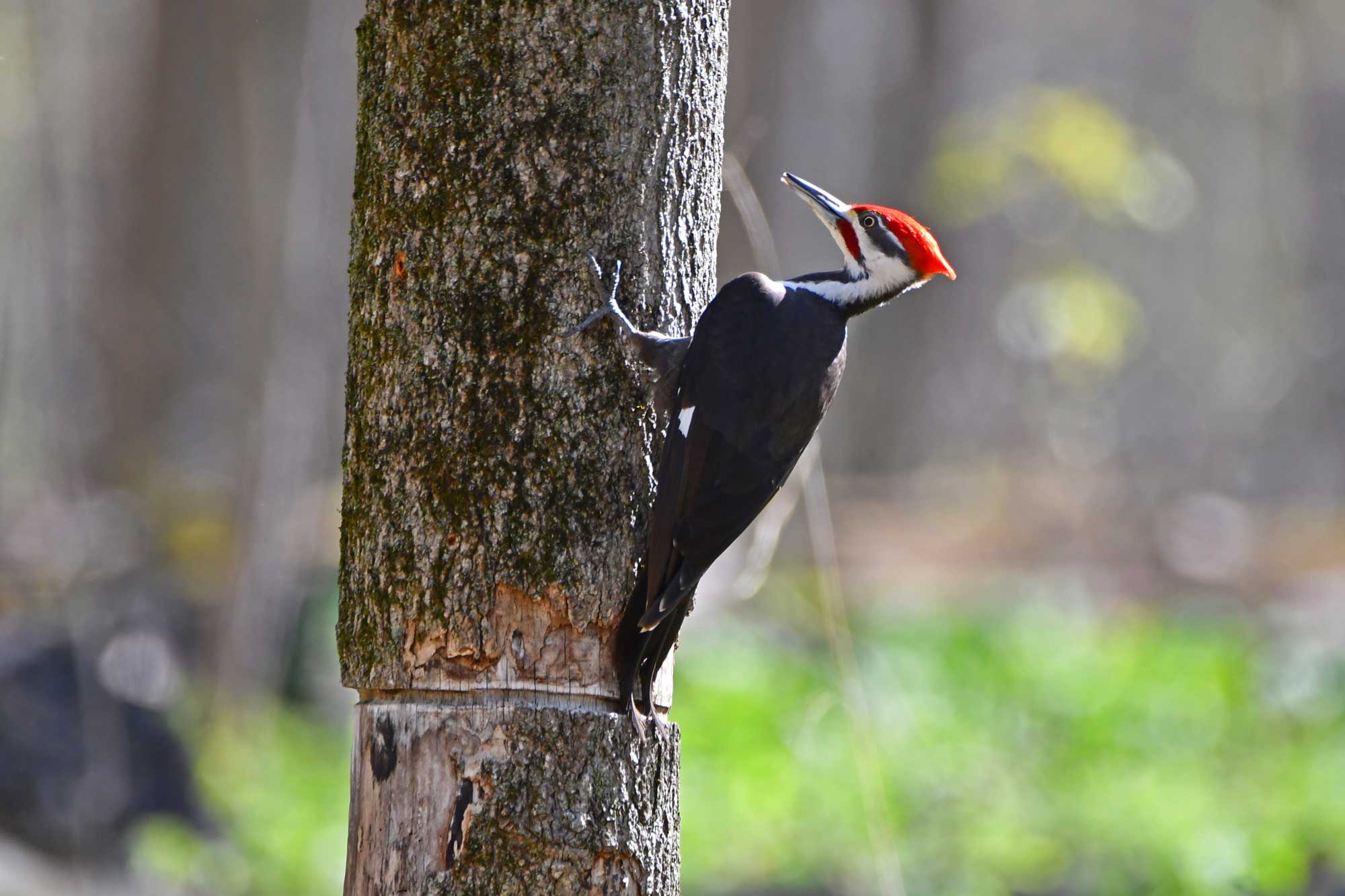 Pileated woodpecker on a tree trunk with vegetation in the background.