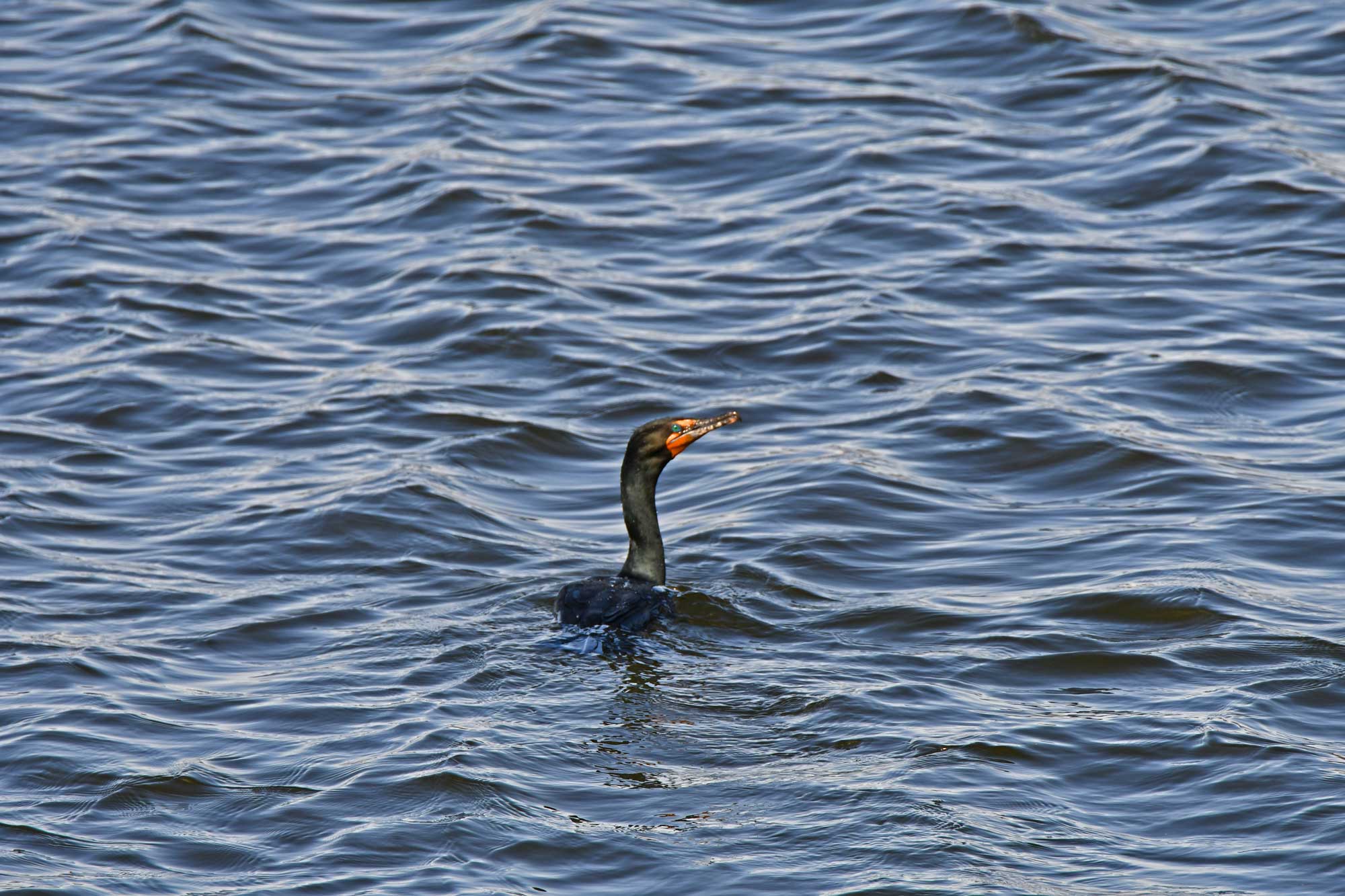 Double crested cormorant swimming in the water.