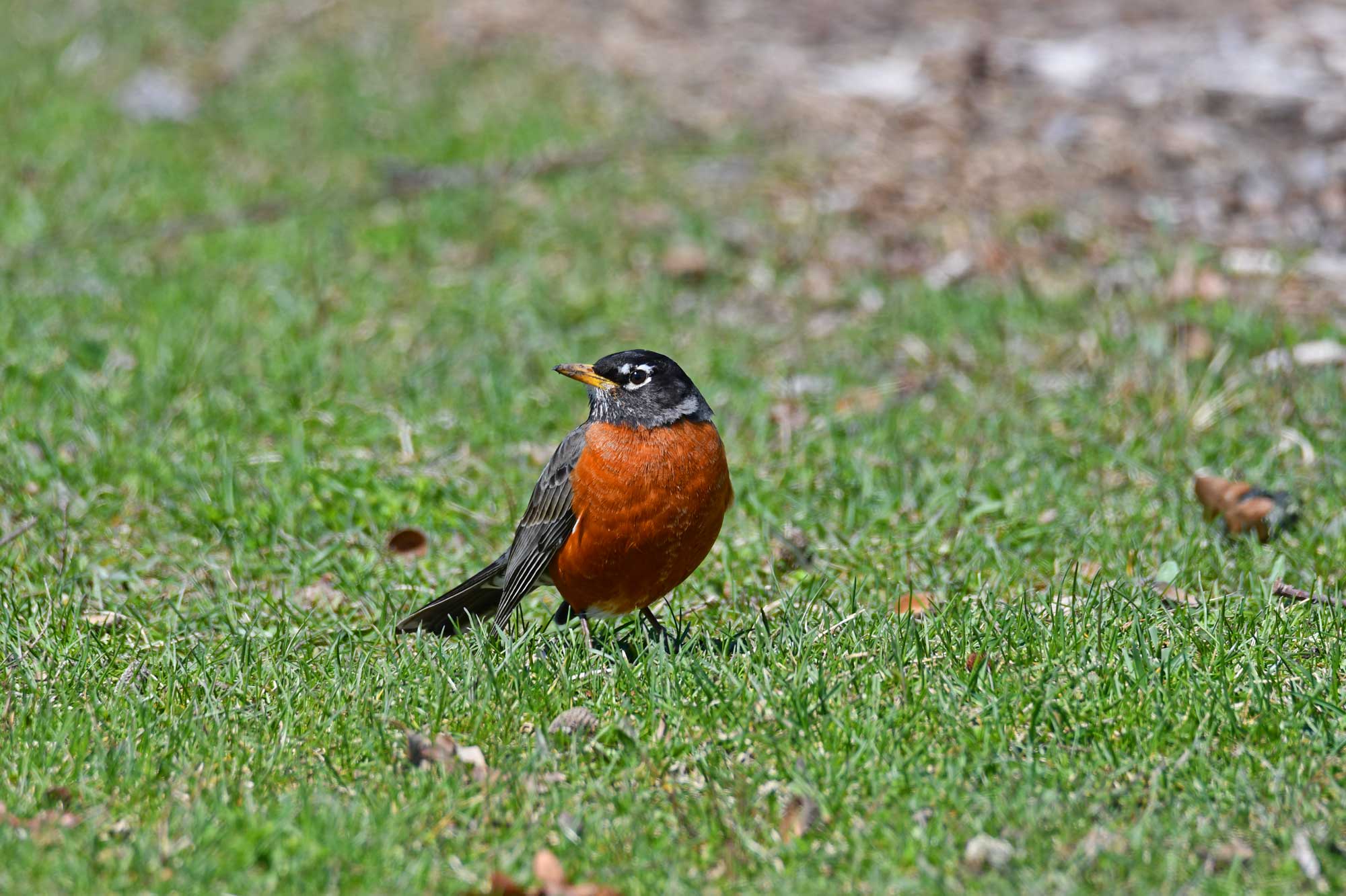 American robin standing in grass.