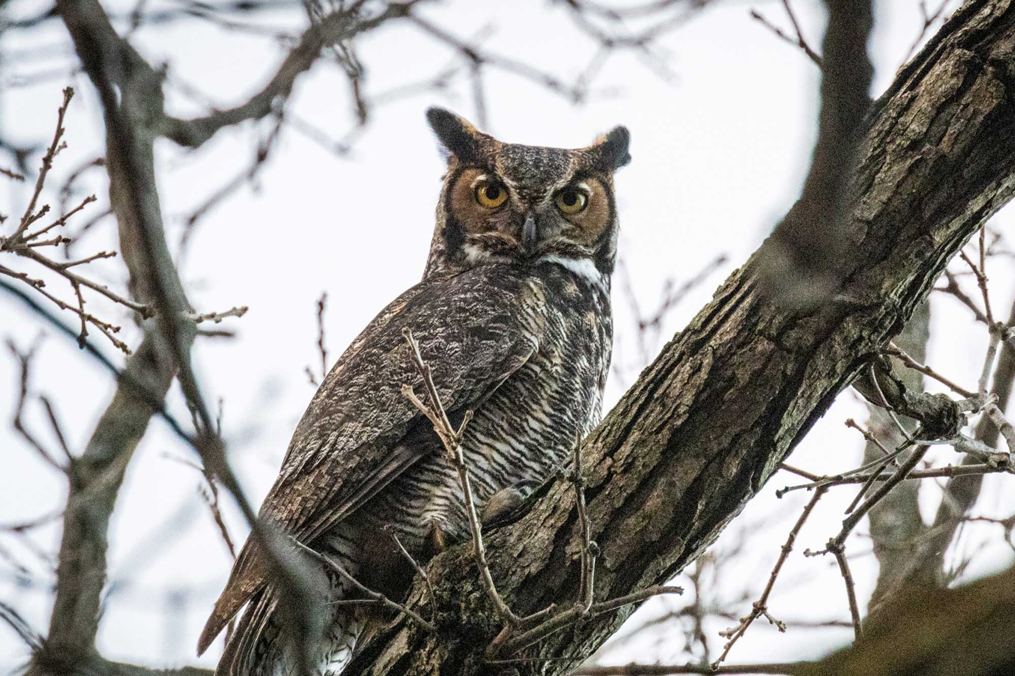 Great horned owl perched on a branch with other branches and an overcast sky in the background.