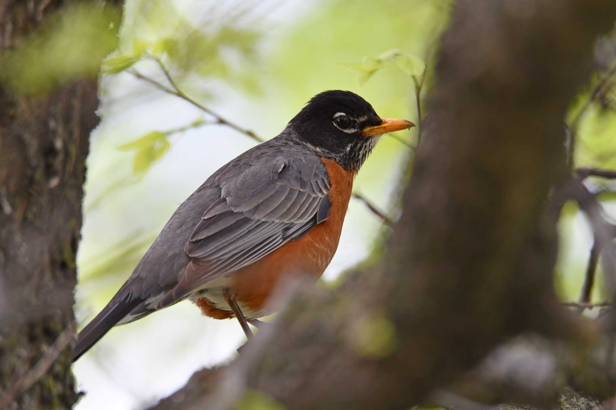 American robin perched on a branch.