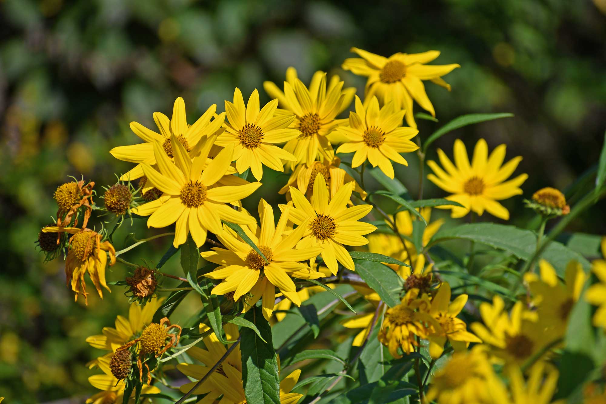 Sunflower growing with yellow flower petals with vegetation in the background.
