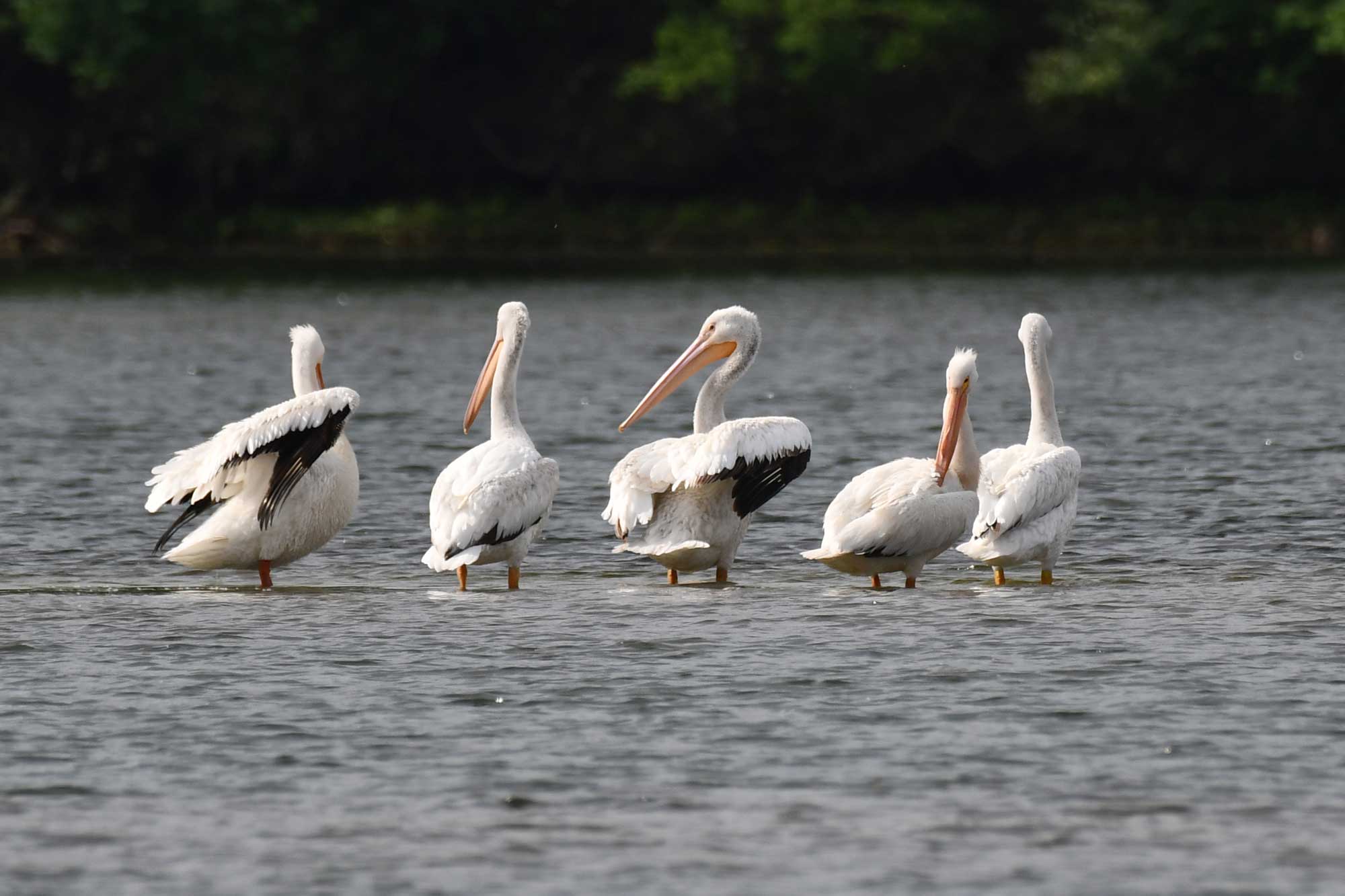American white pelicans standing in the water with trees in the background.