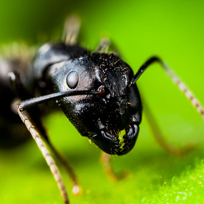Ants on parade: These mighty insects have a key environmental role