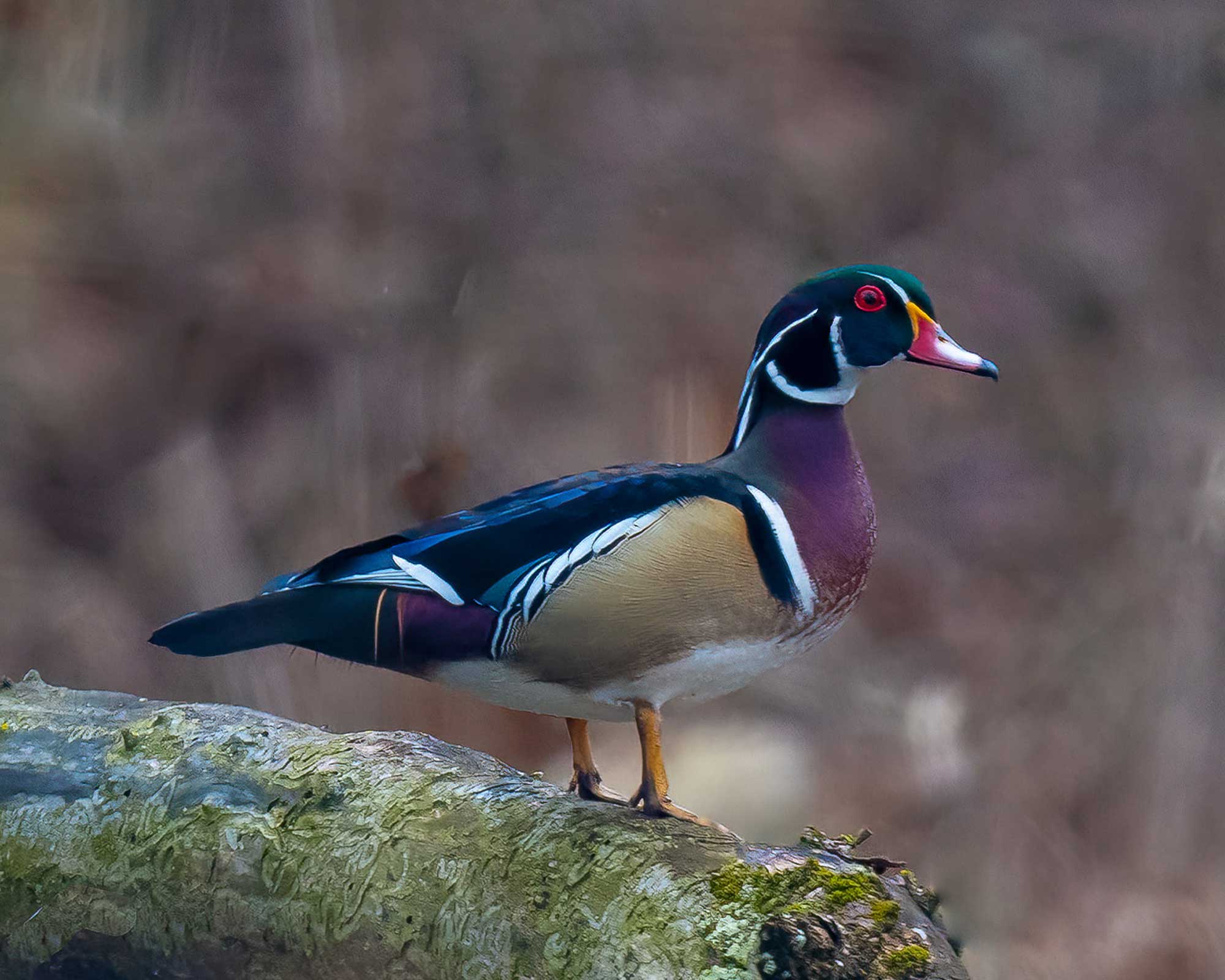 Wood duck standing on a log.