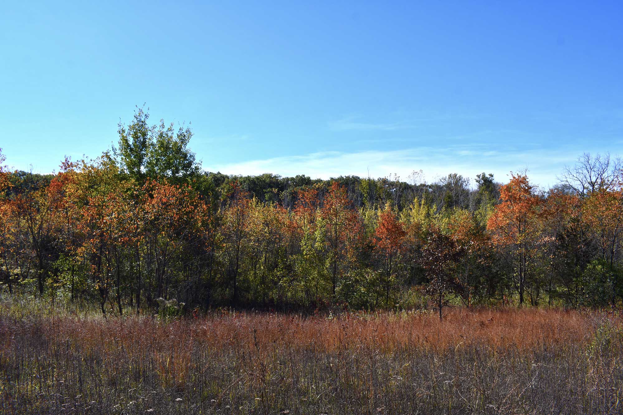 Vegetation with trees in the background.