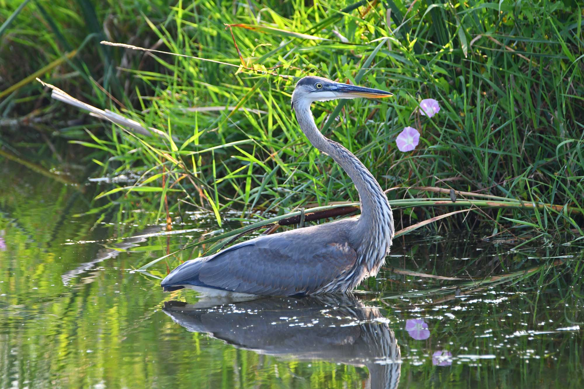 Great blue heron standing in water with vegetation in the background.