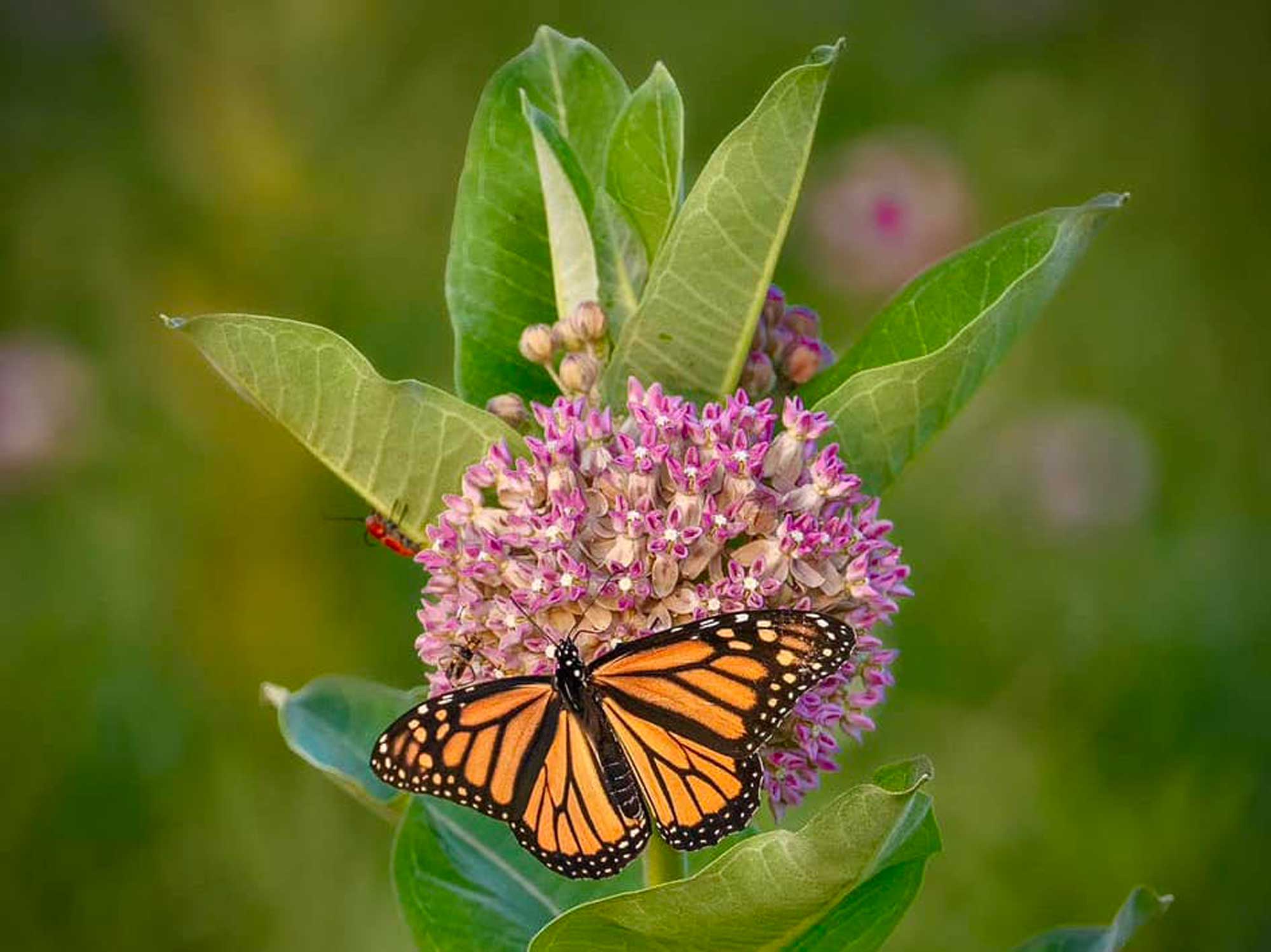 A monarch butterfly on a pink milkweed flower. 