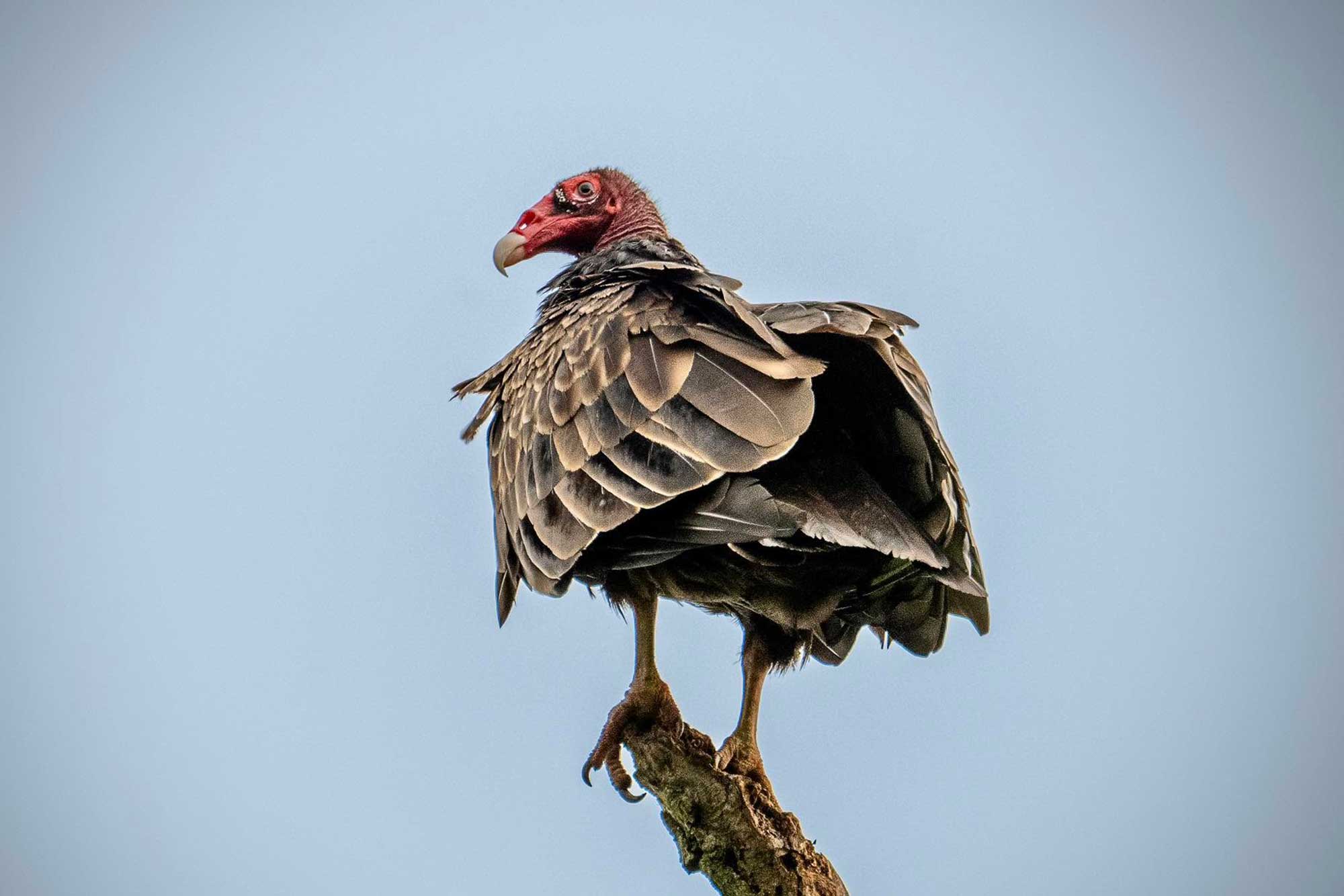 Turkey vulture perched on a branch with the sky in the background.