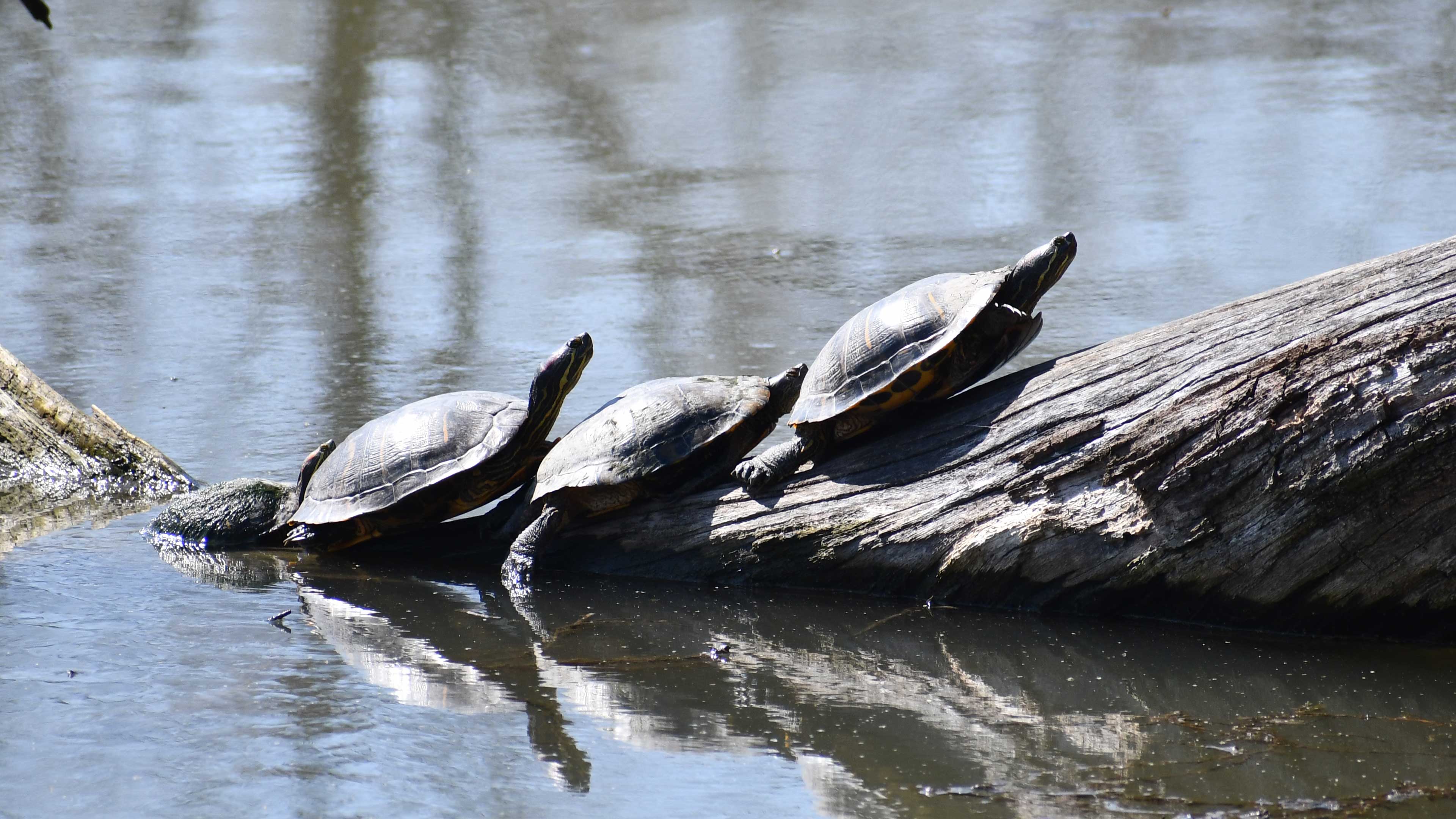 Four painted turtles sunbathing on a partially submerged log in the water.
