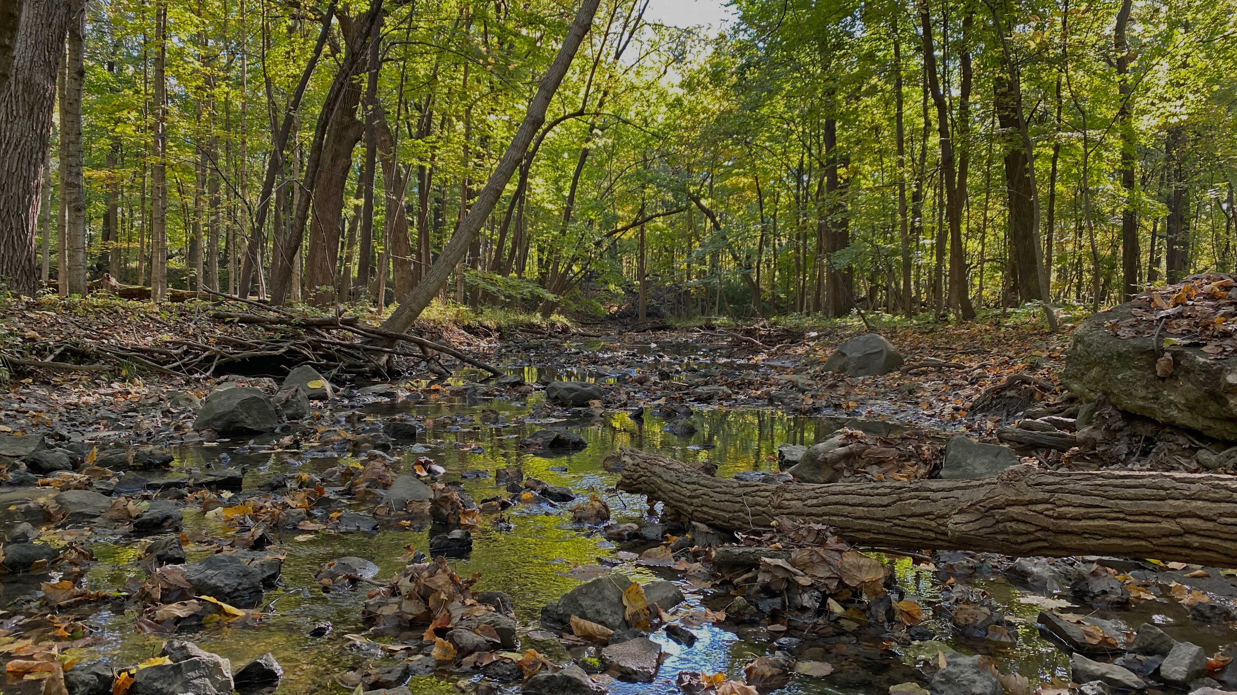 A creek surrounded by forest.