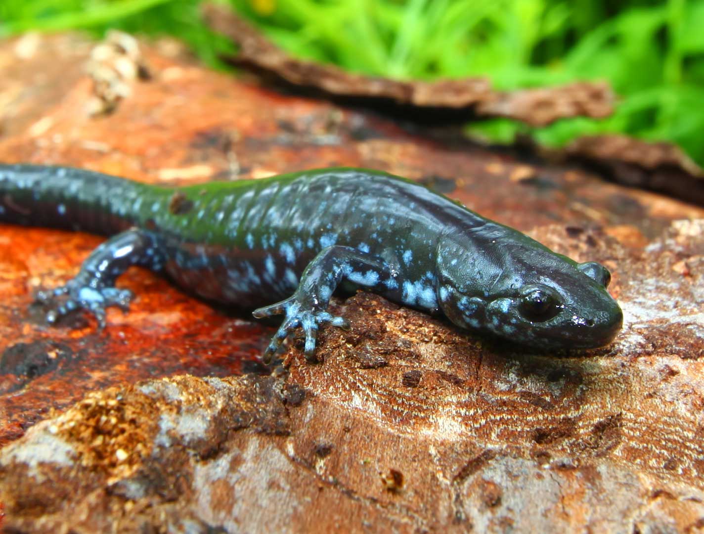 Searching for secretive salamanders