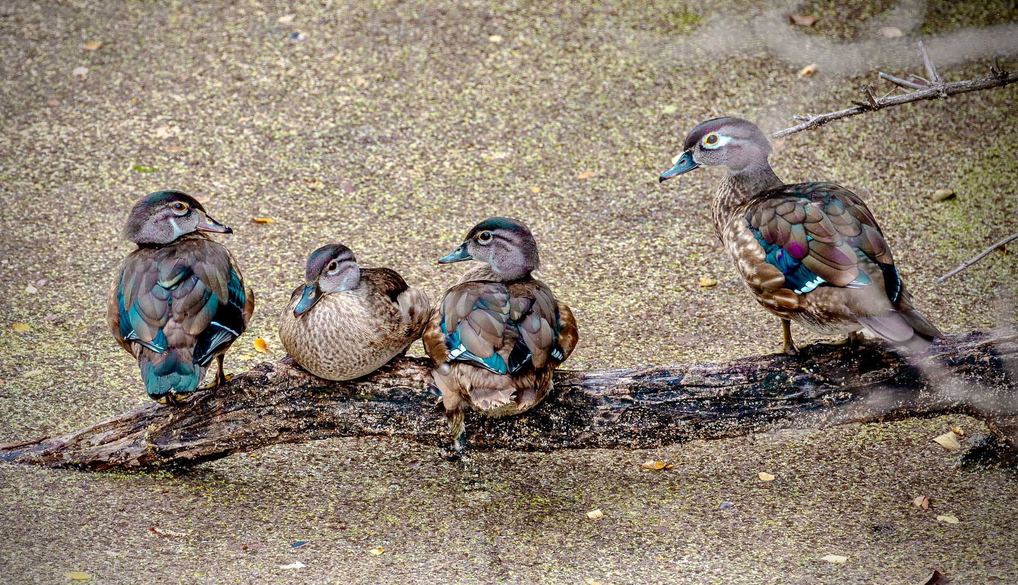 Female wood ducks standing on a branch in water.