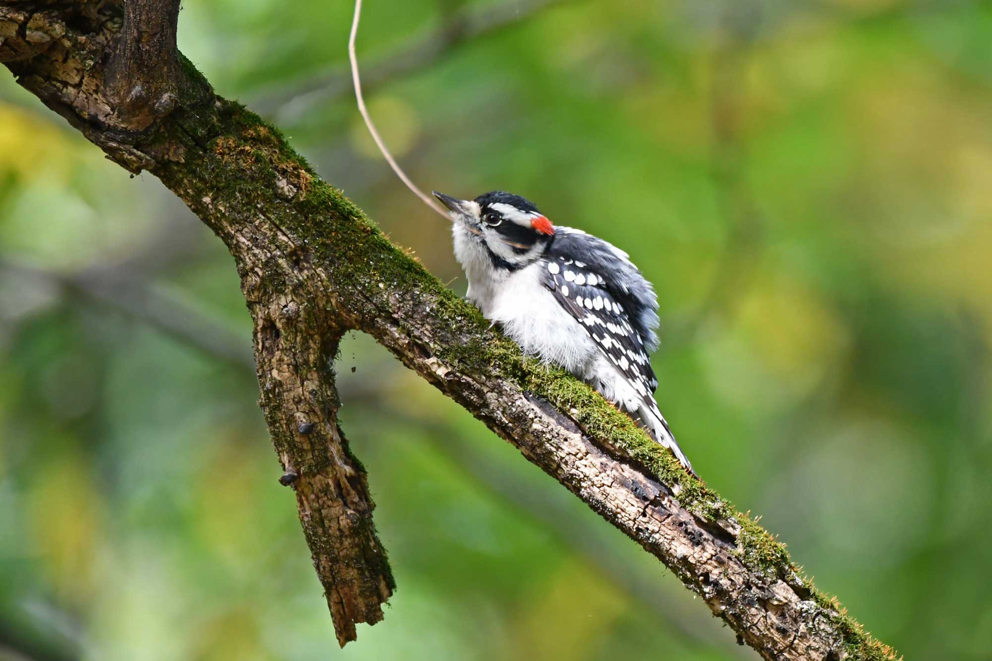 Downy woodpecker perched on a branch with vegetation in the background.