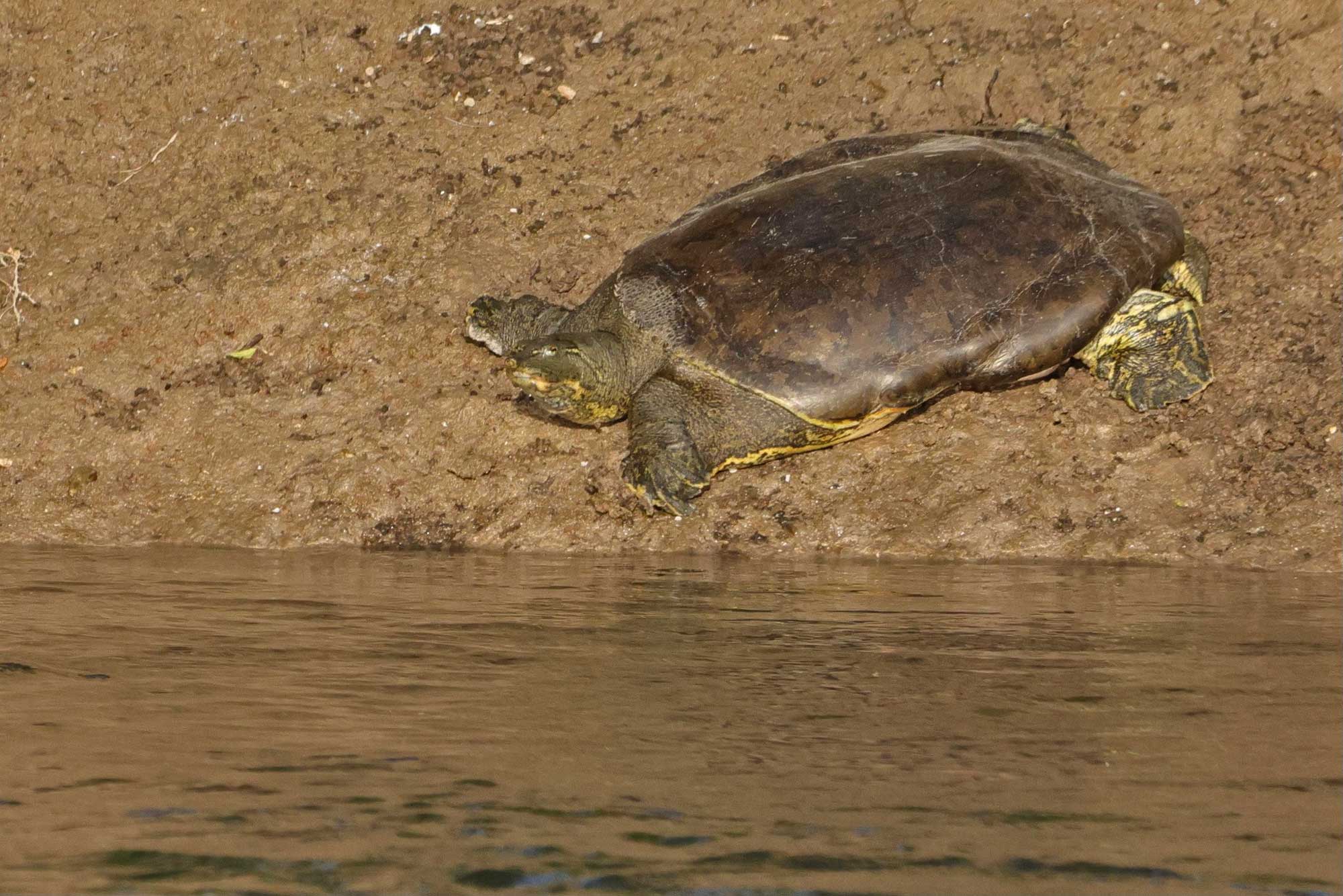 Softshell turtle resting on the shoreline near the water.