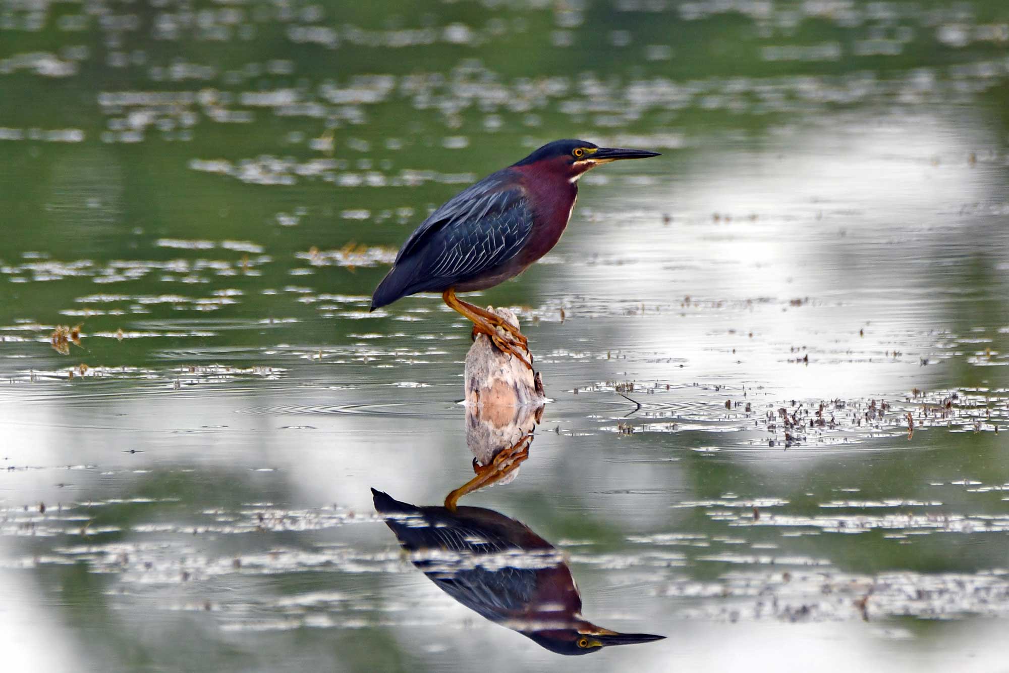 Green heron standing on a fallen tree in the water.