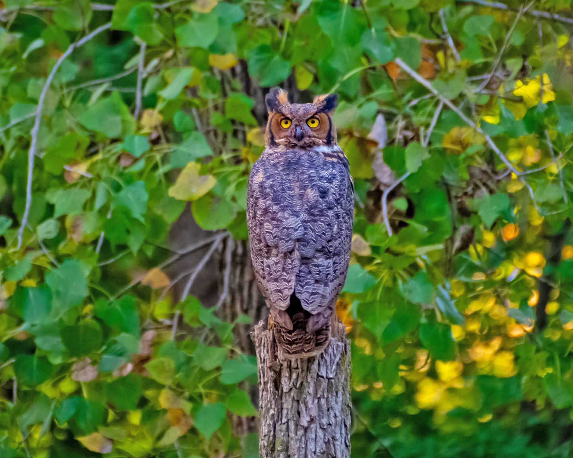 Great horned perched on a tree with leaves in the background.