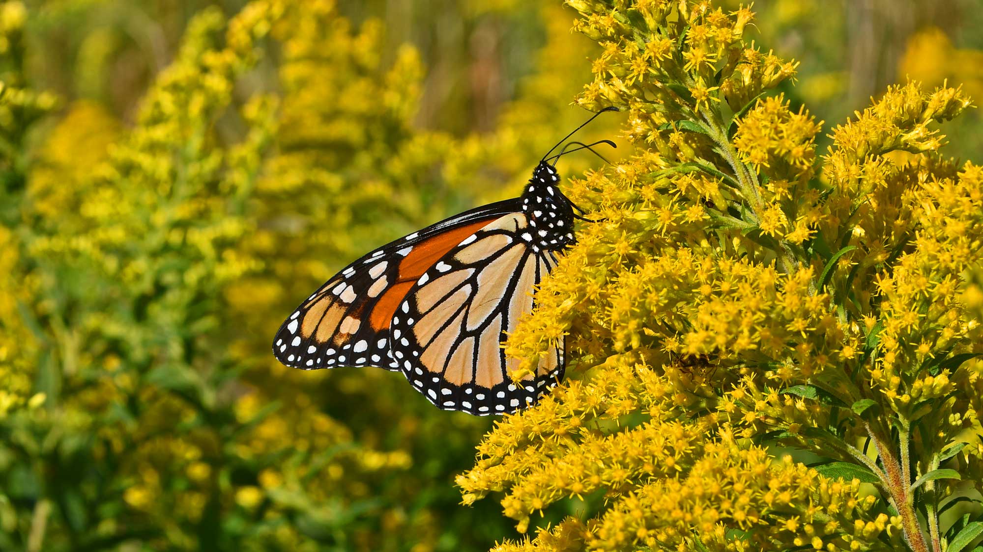 Monarch butterfly landed on yellow wildflowers.